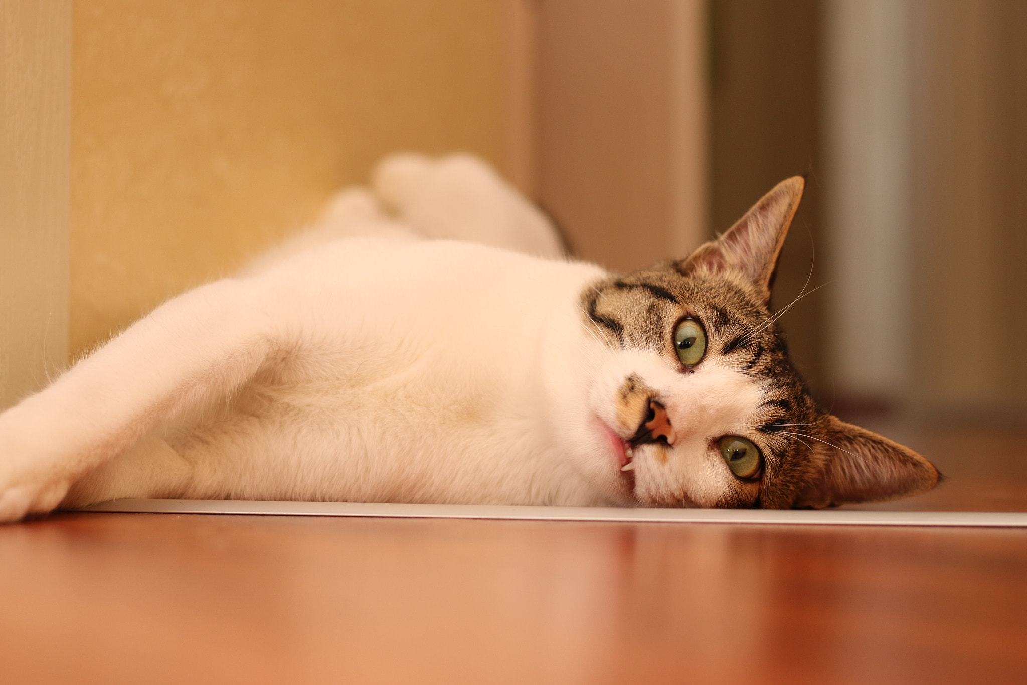Canon EF 22-55mm f/4-5.6 USM sample photo. I can't get no sleep. photography