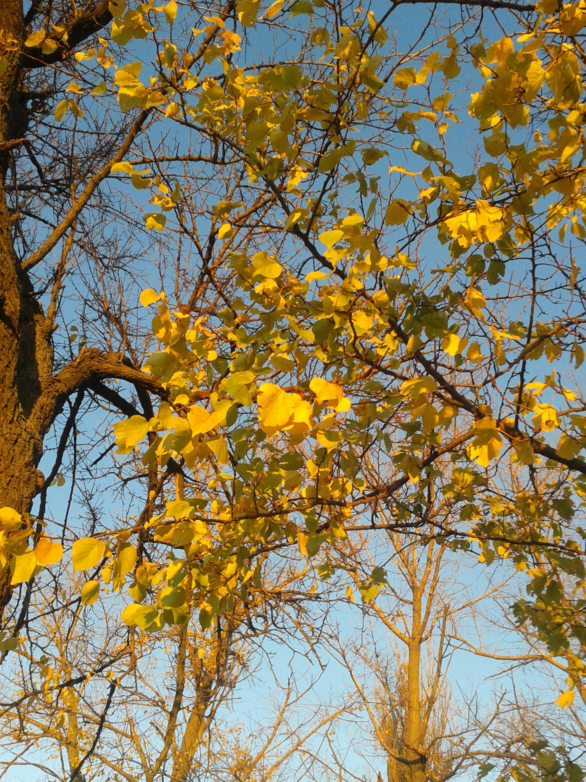 Samsung Galaxy S DUOS sample photo. 20131020_173840.jpg photography