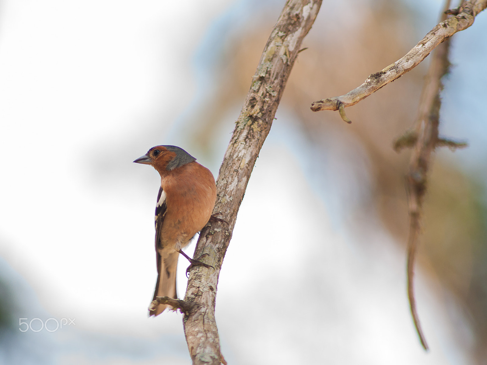 Nikon D90 + AF Nikkor 300mm f/4 IF-ED sample photo. Fringilla coelebs photography