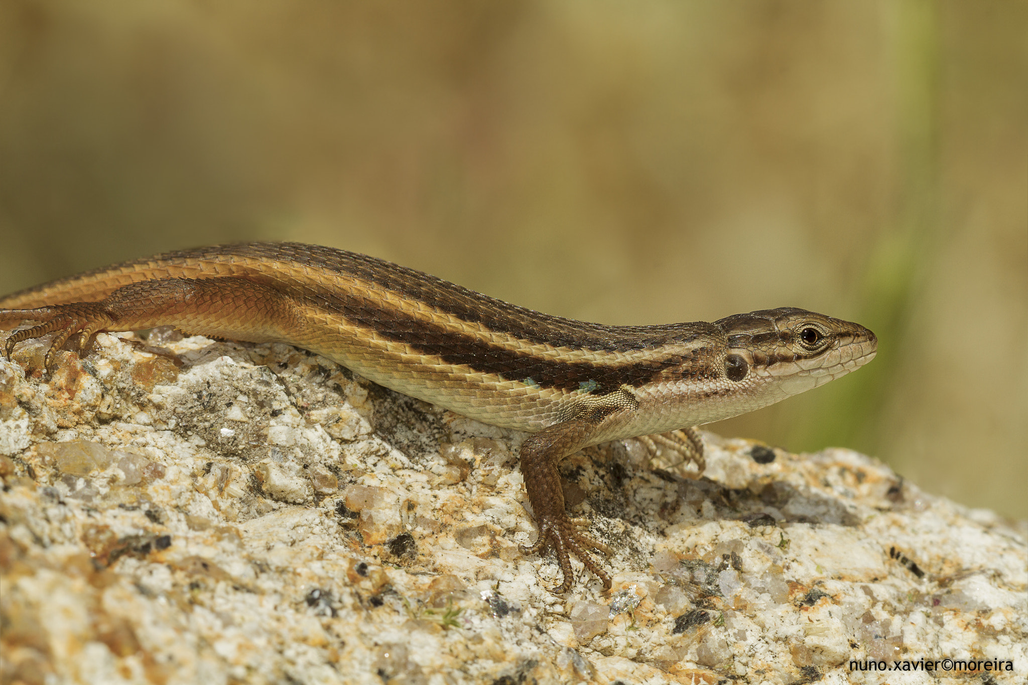 Sigma 150mm f/2.8 EX DG OS HSM APO Macro sample photo. Lagartixa-do-mato large psammodromus (psammodromus algirus) photography