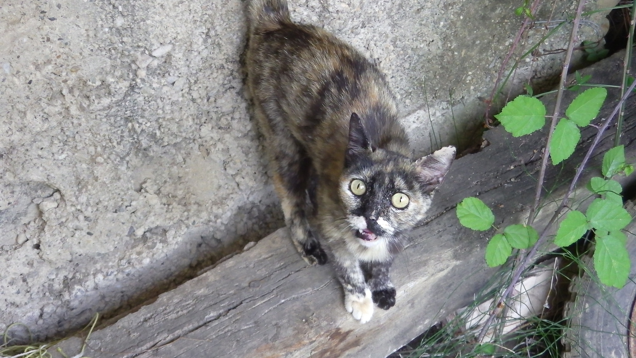 Panasonic HX-WA30 sample photo. Gata photography
