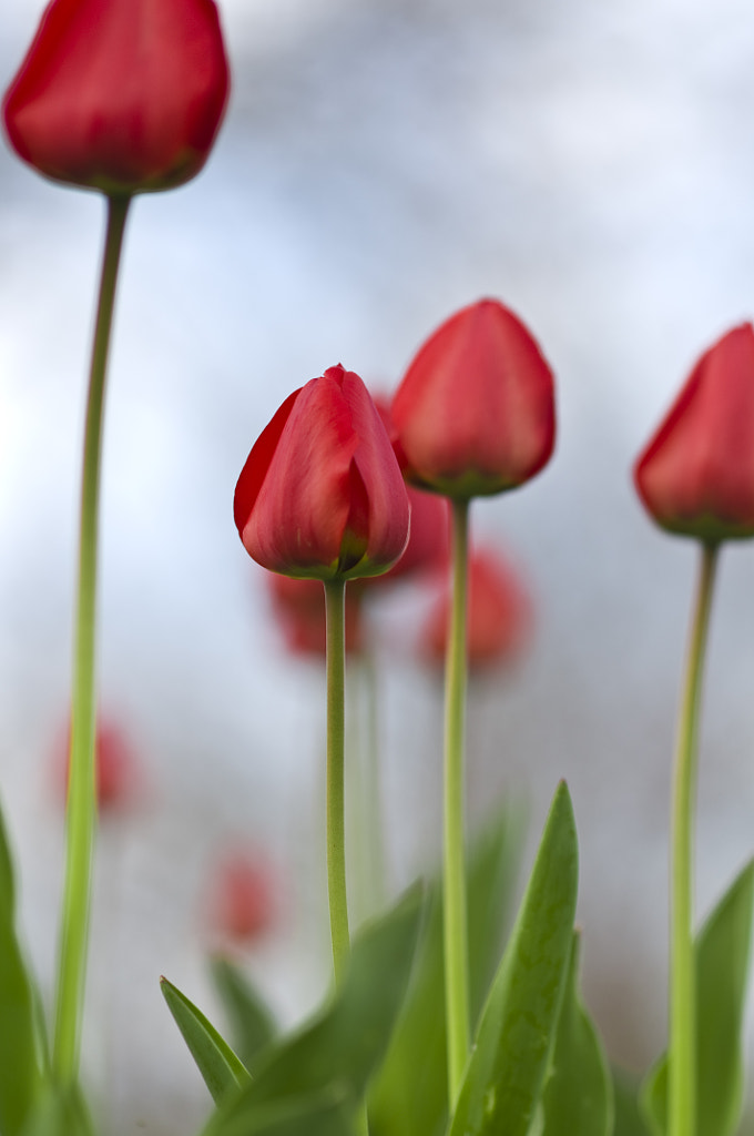 Tulip by JD Maloney on 500px.com