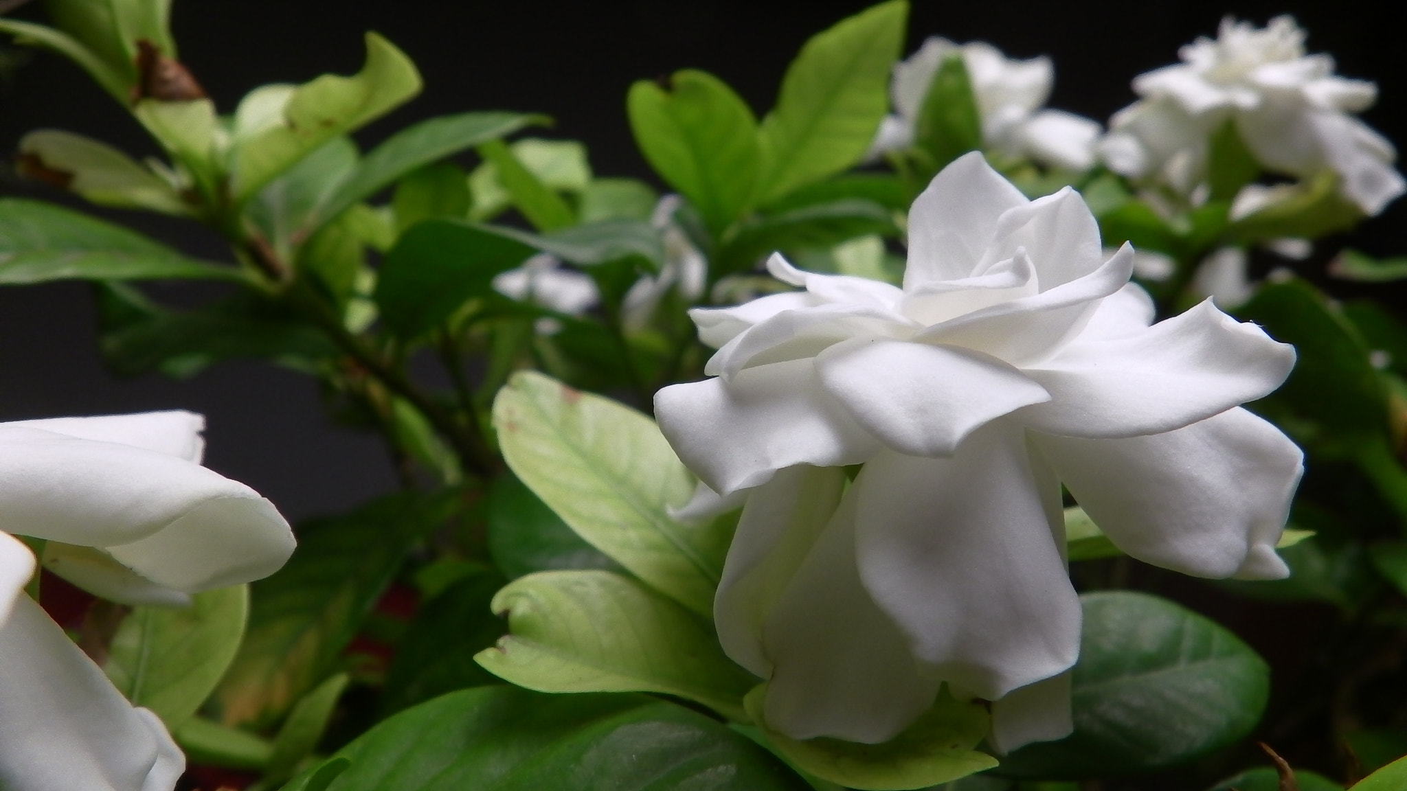 Panasonic HX-WA30 sample photo. Gardenia photography
