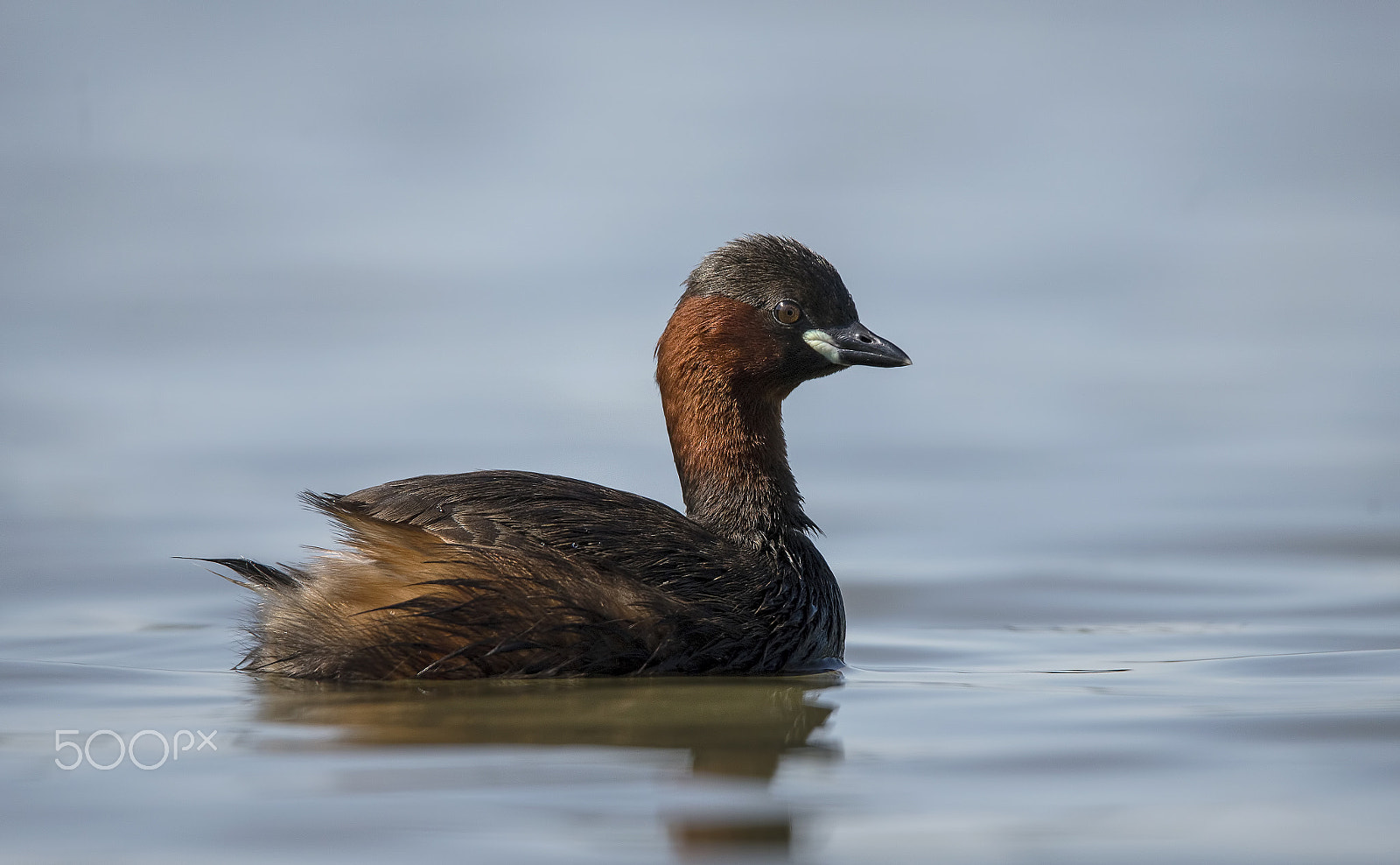 Nikon D600 sample photo. Relaxing whistling bolt (a little grebe) photography