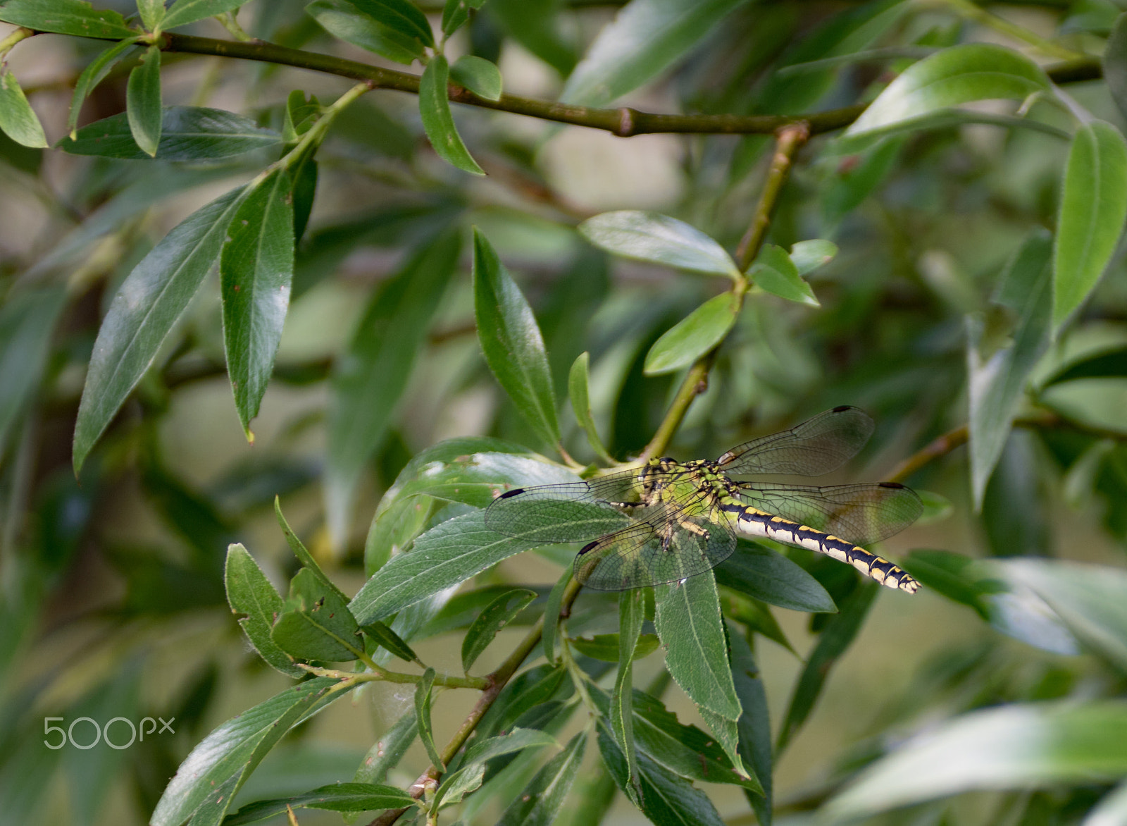 Canon EF 75-300mm F4.0-5.6 IS USM sample photo. Dragonfly photography