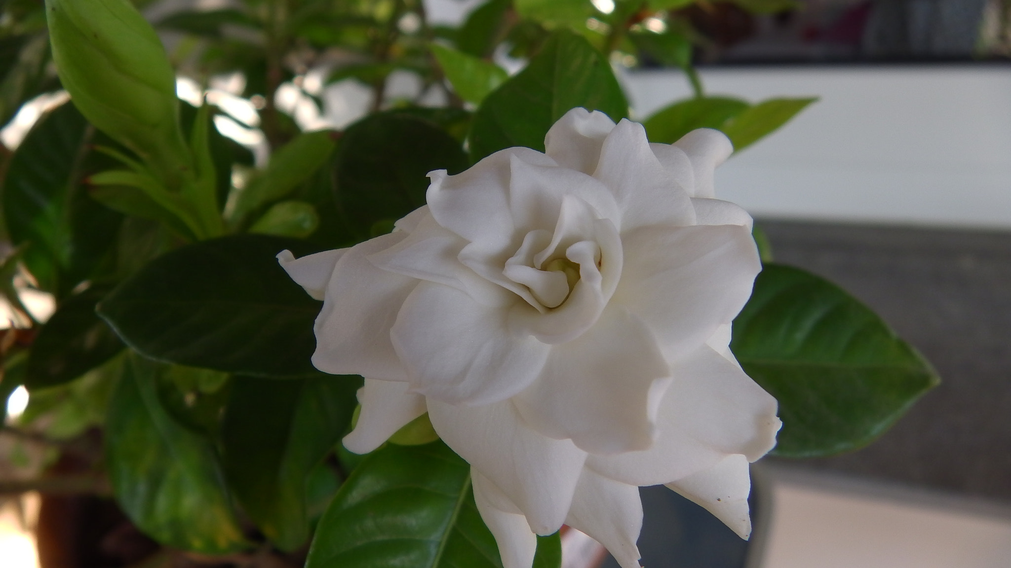 Panasonic HX-WA30 sample photo. Gardenia photography
