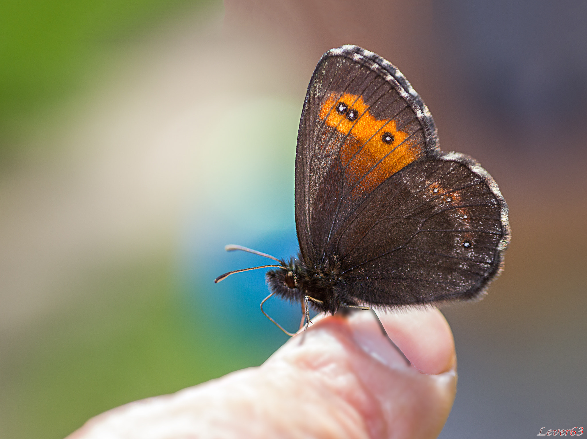 Canon EOS 550D (EOS Rebel T2i / EOS Kiss X4) + Tamron SP AF 90mm F2.8 Di Macro sample photo. Domesticate butterfly photography