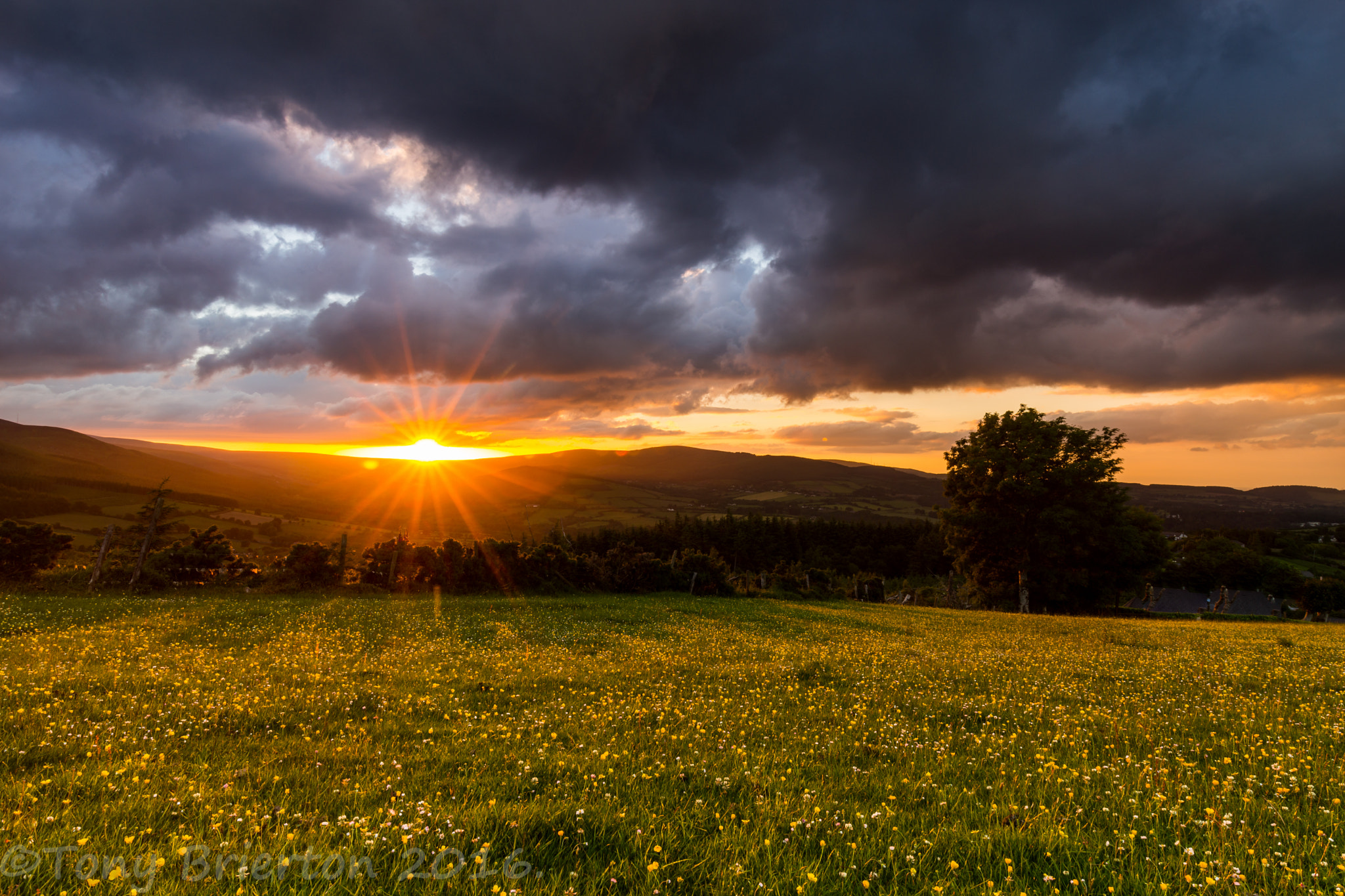 Sony a99 II sample photo. Sunset over buttercup meadow. photography