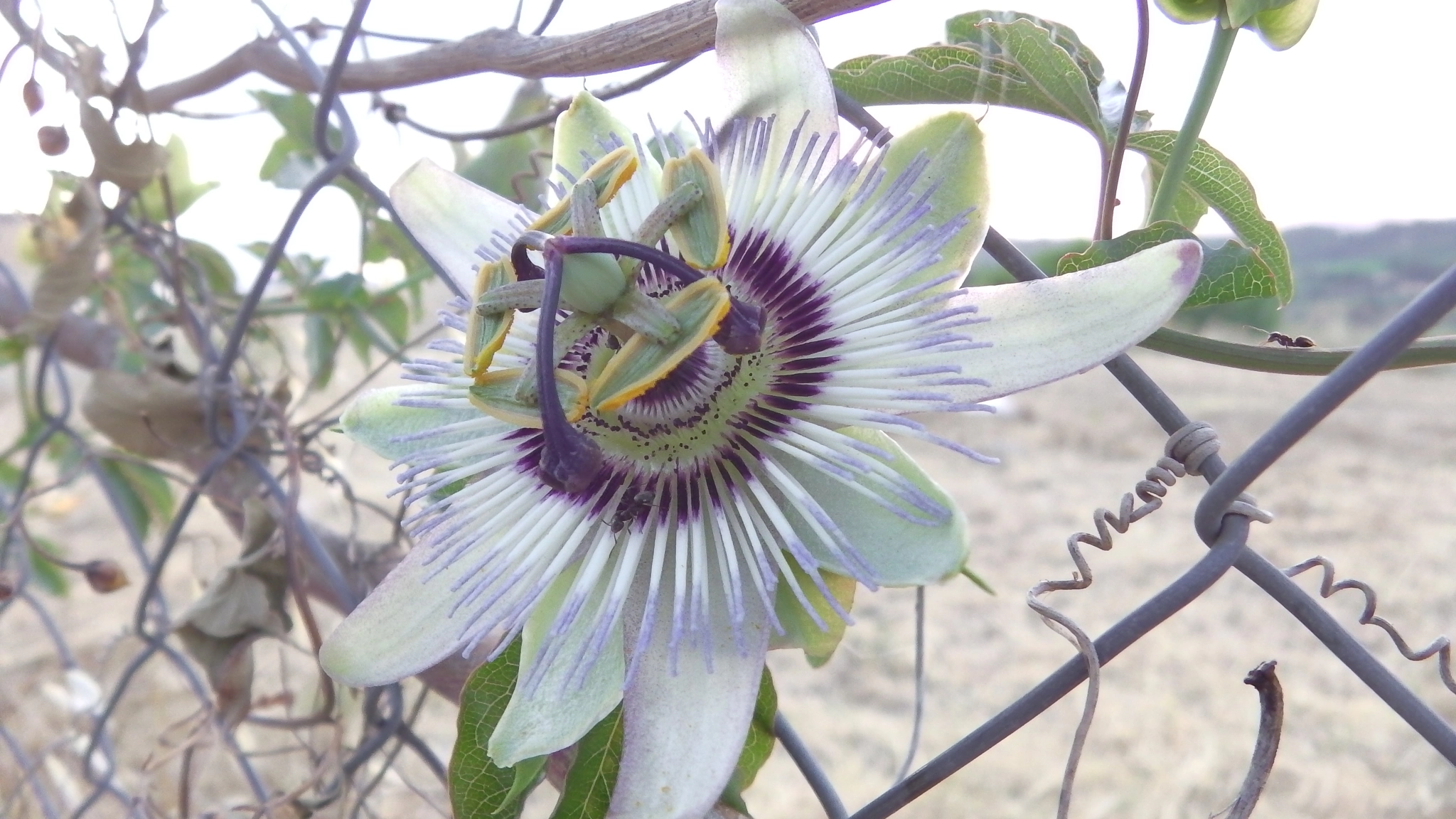 Panasonic HX-WA30 sample photo. Passiflora photography