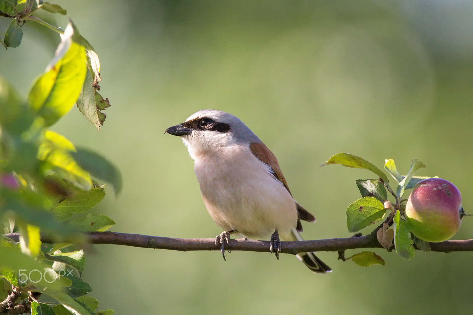 150-600mm F5-6.3 DG OS HSM | Contemporary 015 sample photo. Red-backed shrike photography