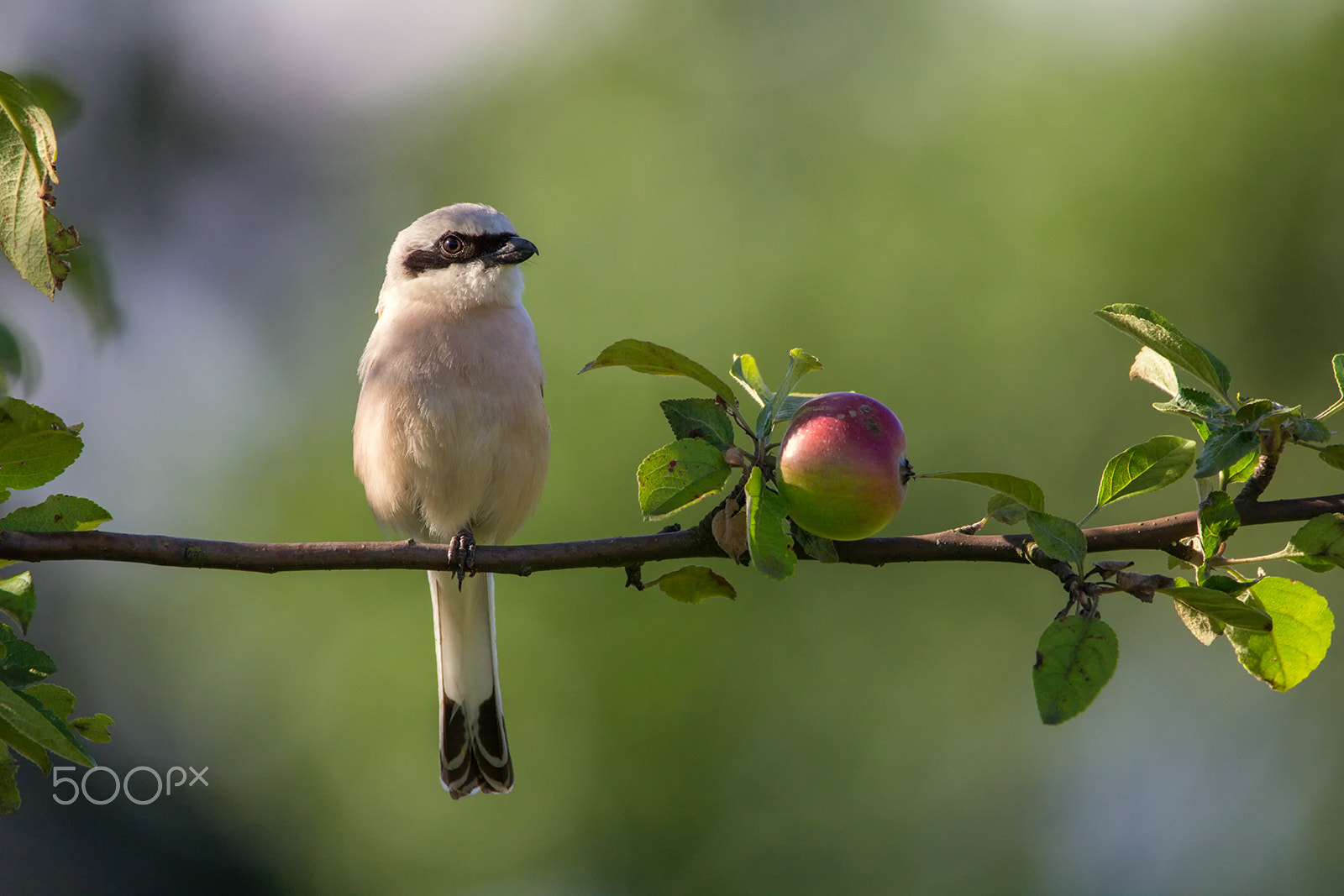 150-600mm F5-6.3 DG OS HSM | Contemporary 015 sample photo. Red-backed shrike photography