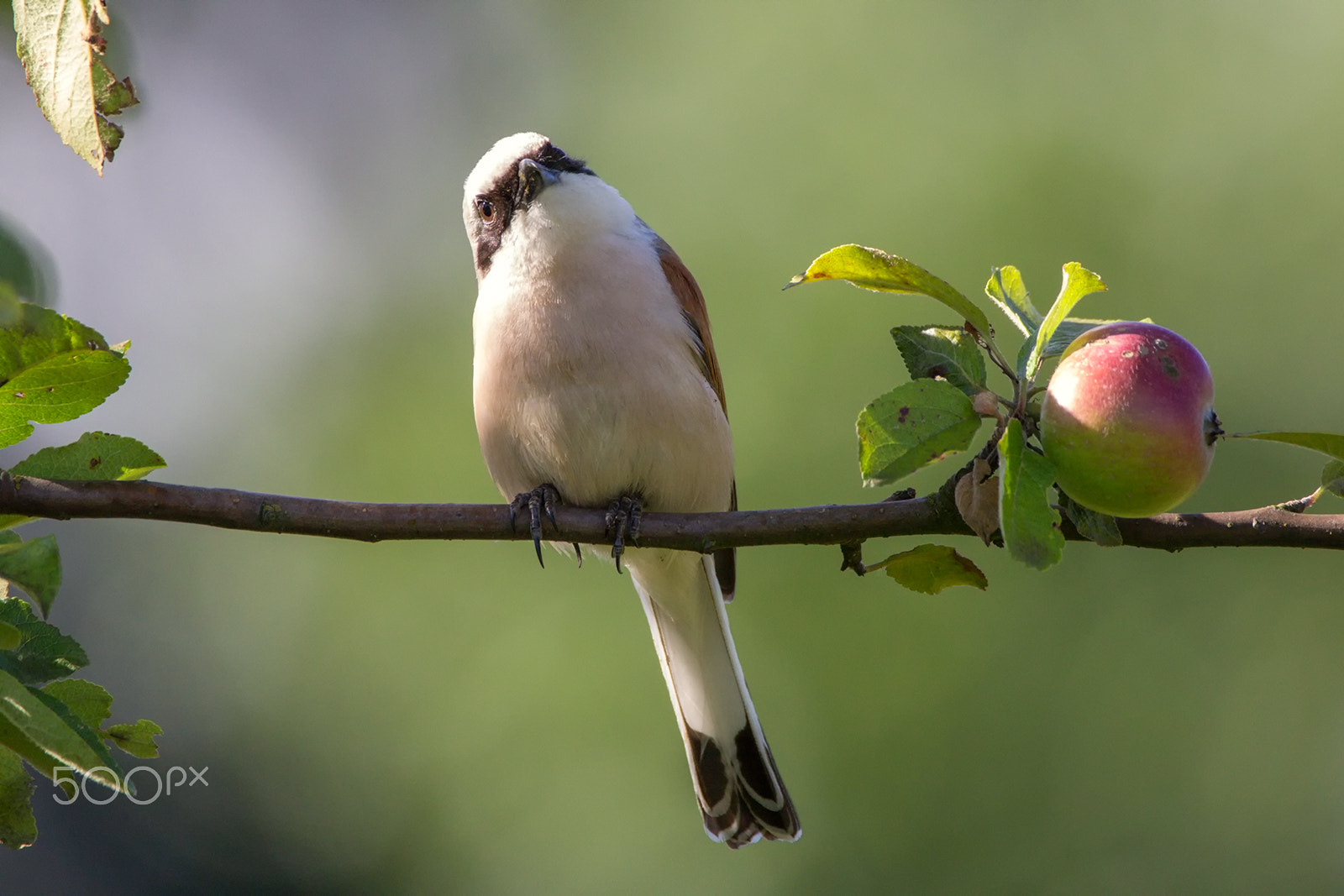 150-600mm F5-6.3 DG OS HSM | Contemporary 015 sample photo. Red-backed shrike photography