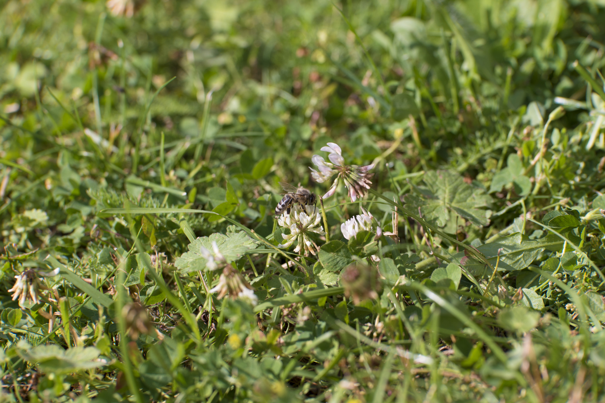 Samsung NX1 + NX 50-150mm F2.8 S sample photo. _sam9952.jpg photography