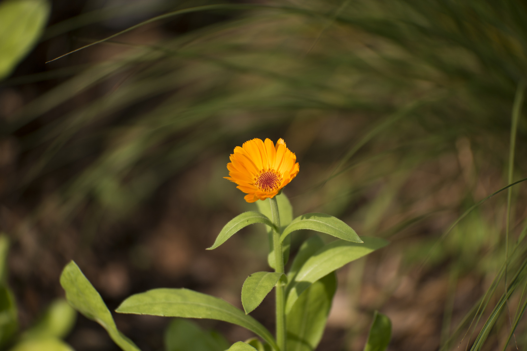 NX 50-150mm F2.8 S sample photo. _sam9962.jpg photography