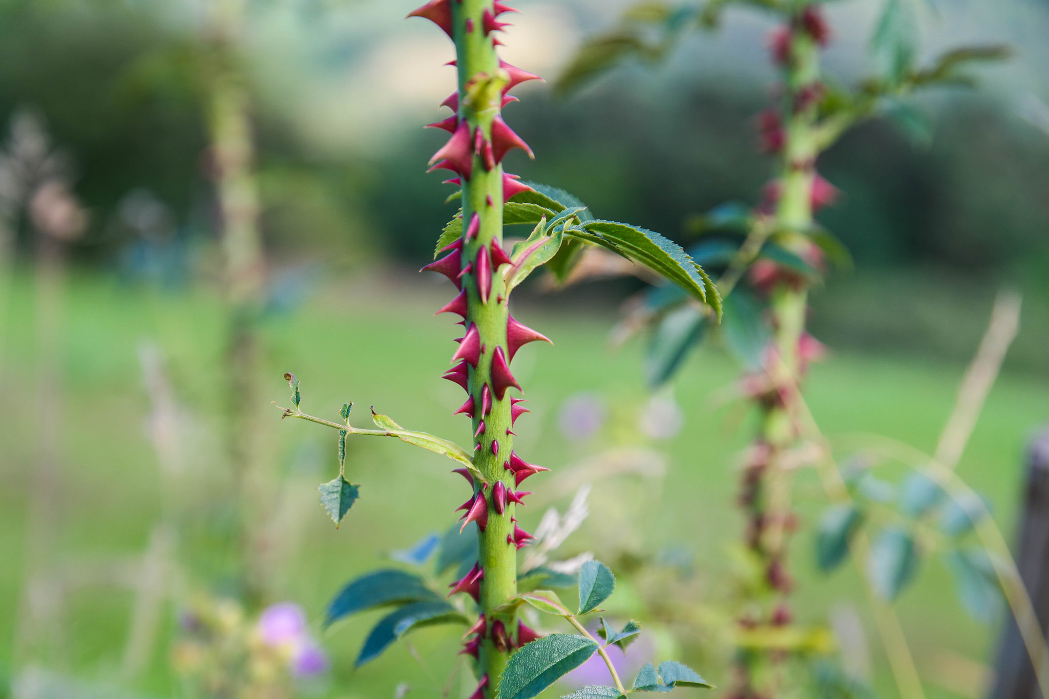 Saumsun NX 16-50mm F2-2.8 S ED OIS sample photo. Thorns photography