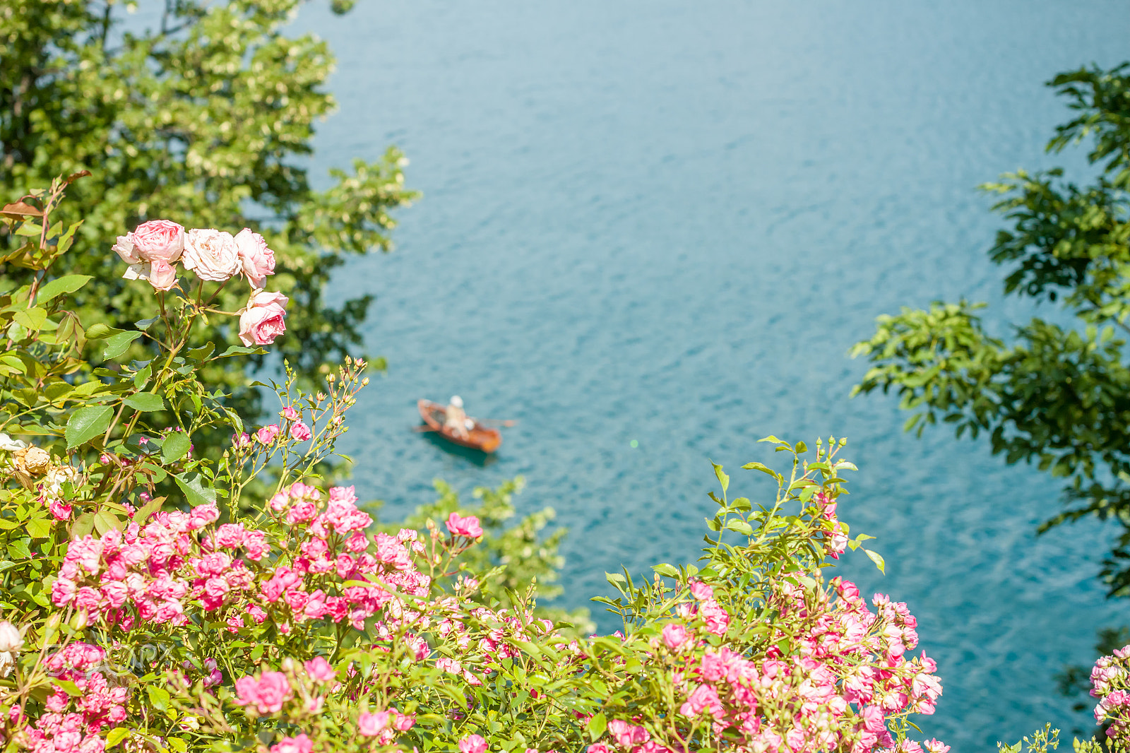 Canon EOS 500D (EOS Rebel T1i / EOS Kiss X3) + Canon EF 40mm F2.8 STM sample photo. Beautiful view on lake bled and boat photography