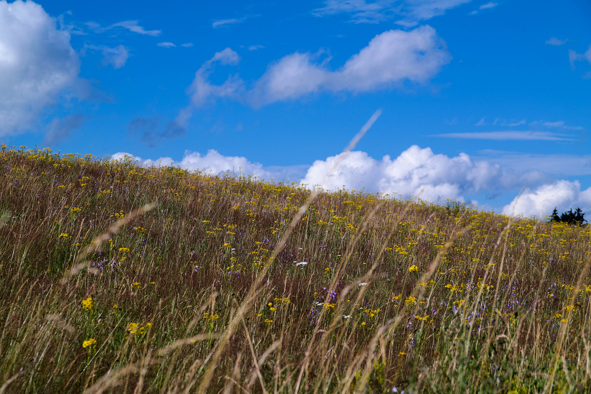 Saumsun NX 16-50mm F2-2.8 S ED OIS sample photo. Beautiful nature photography