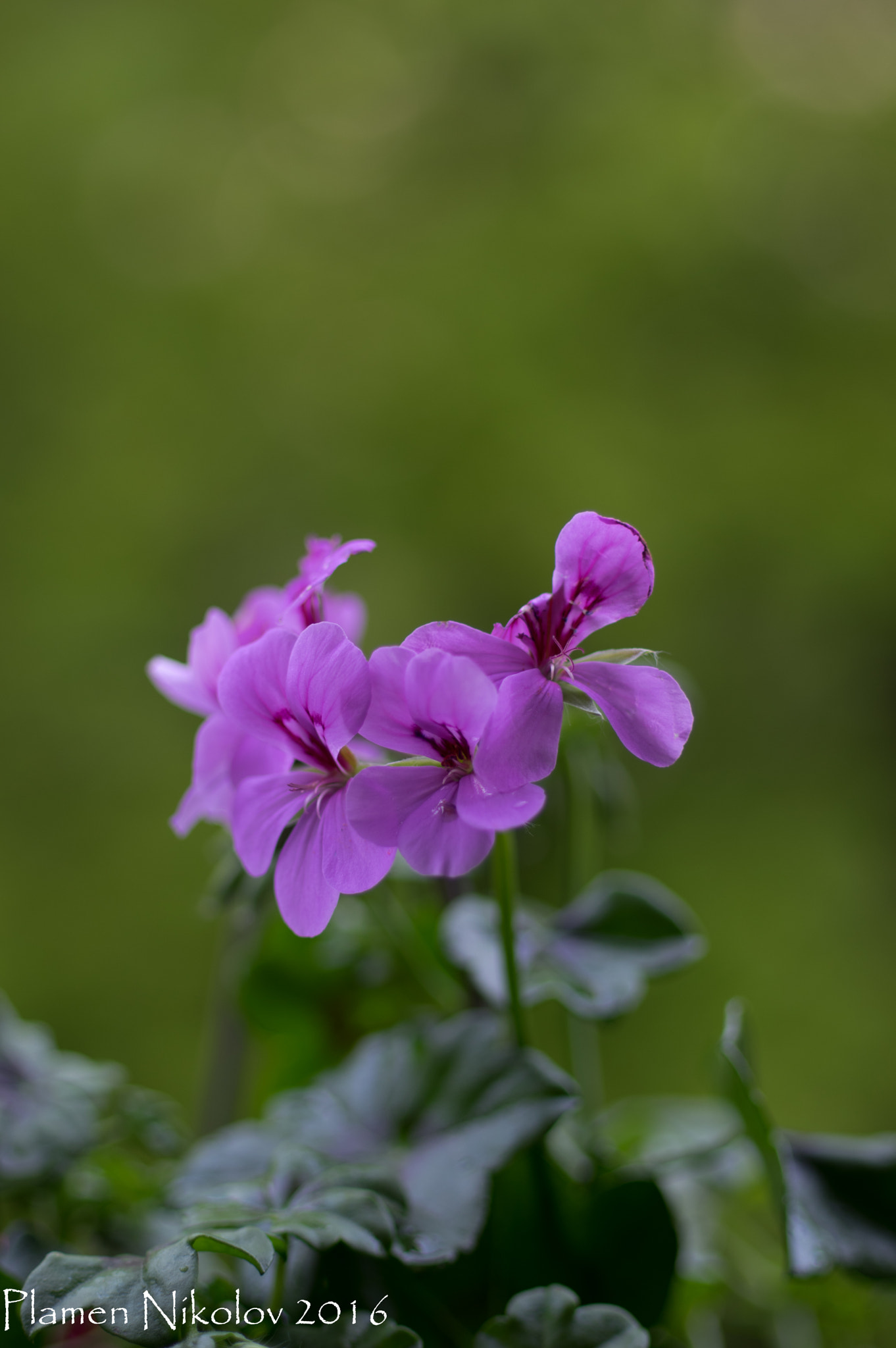 Pentax K-3 + Pentax smc DA* 55mm F1.4 SDM sample photo
