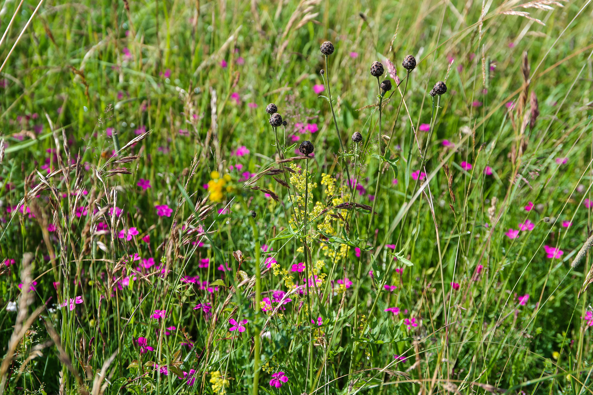 Saumsun NX 16-50mm F2-2.8 S ED OIS sample photo. Summer field photography