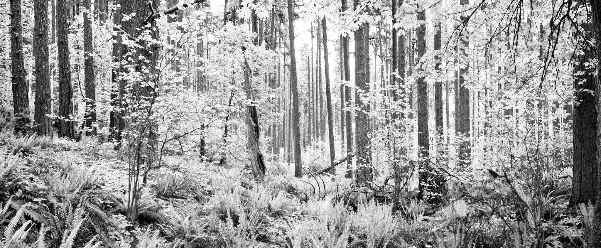 Nikon D80 sample photo. Spencers butte forest photography