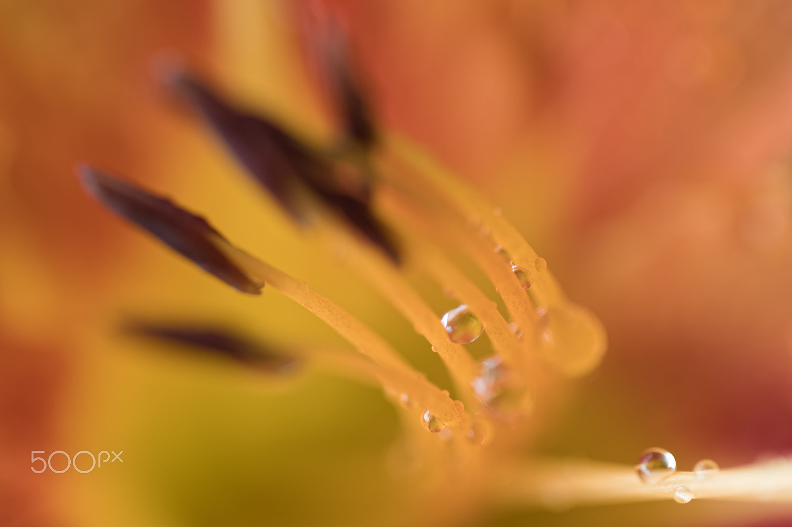Sigma 150mm F2.8 EX DG OS Macro HSM sample photo. Intimité photography