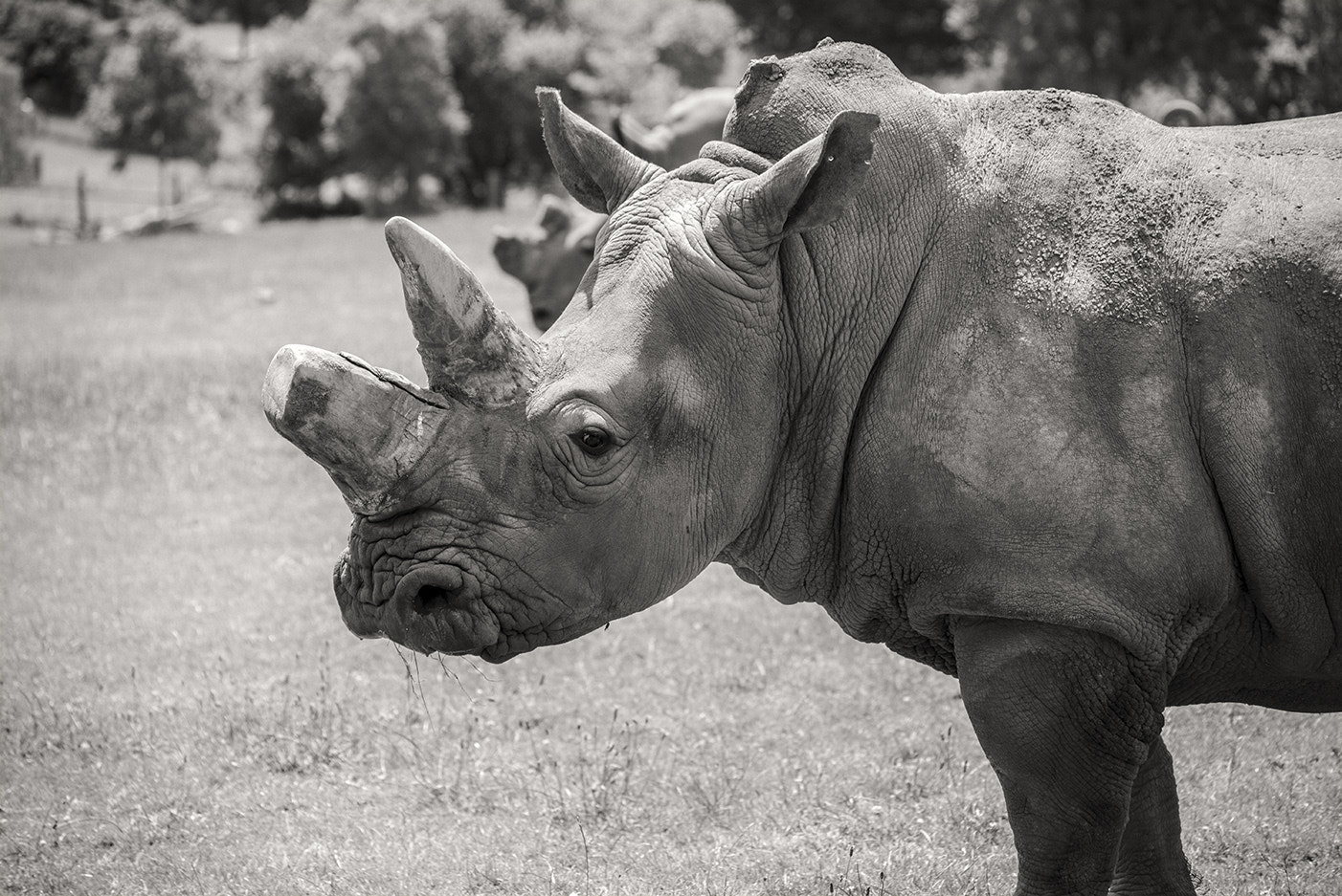 Sigma 70-300mm F4-5.6 APO DG Macro sample photo. Rhino photography