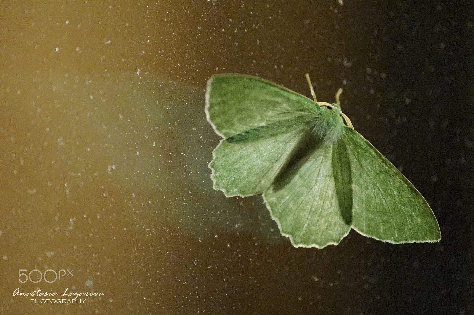 Sony a99 II sample photo. Green butterfly in the evening photography