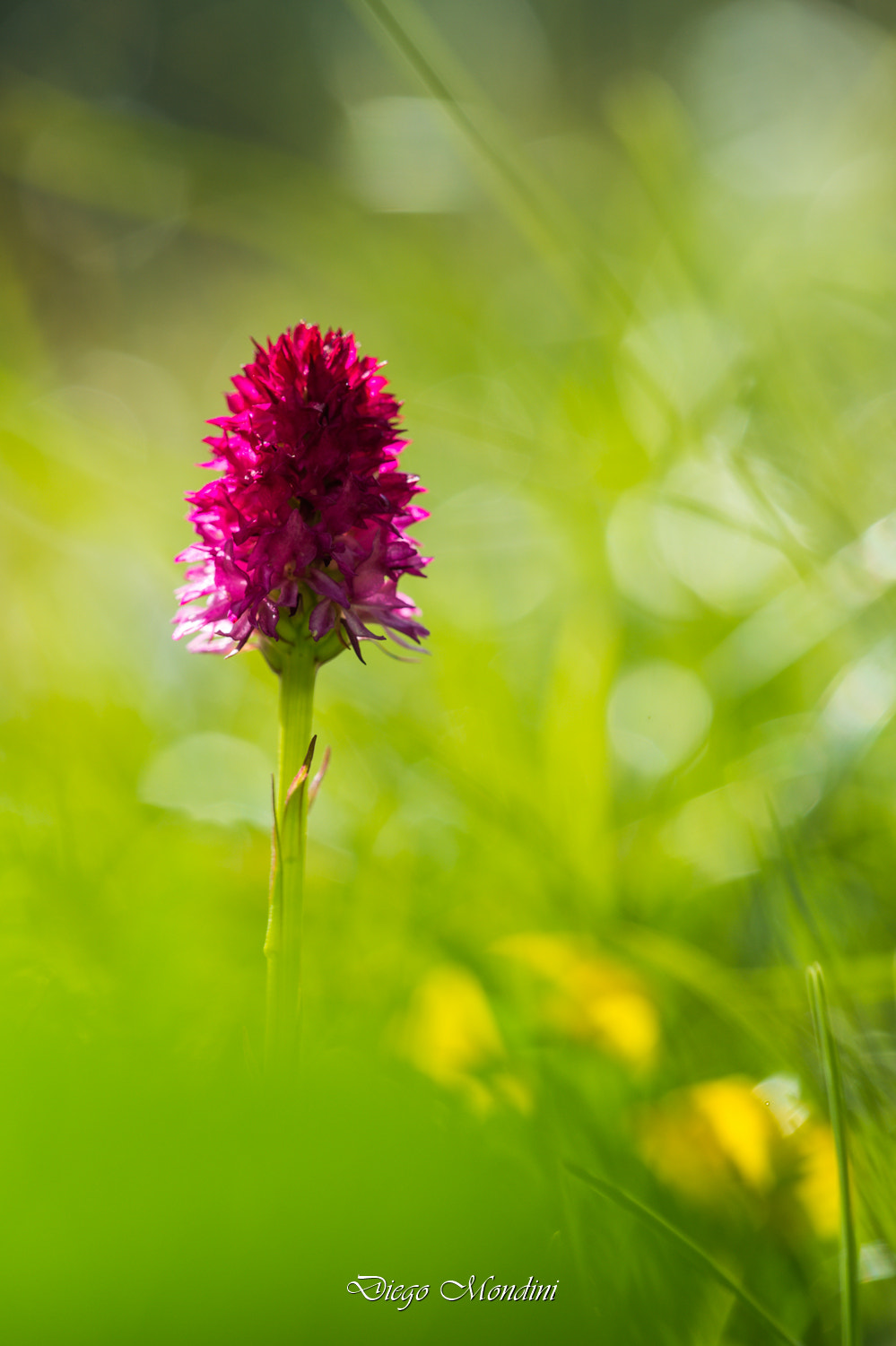 Nikon D4 + Sigma 150mm F2.8 EX DG Macro HSM sample photo. Nigritella photography