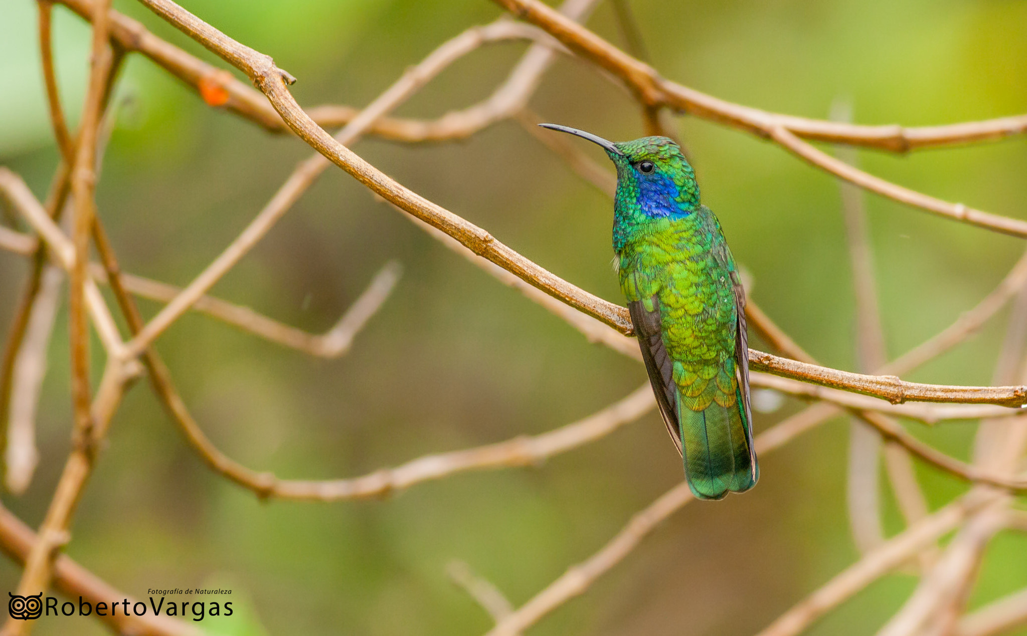 Canon EOS 40D + Canon EF 400mm F5.6L USM sample photo. Colibri thalassinus / colibrí orejivioláceo verde / green violetear photography