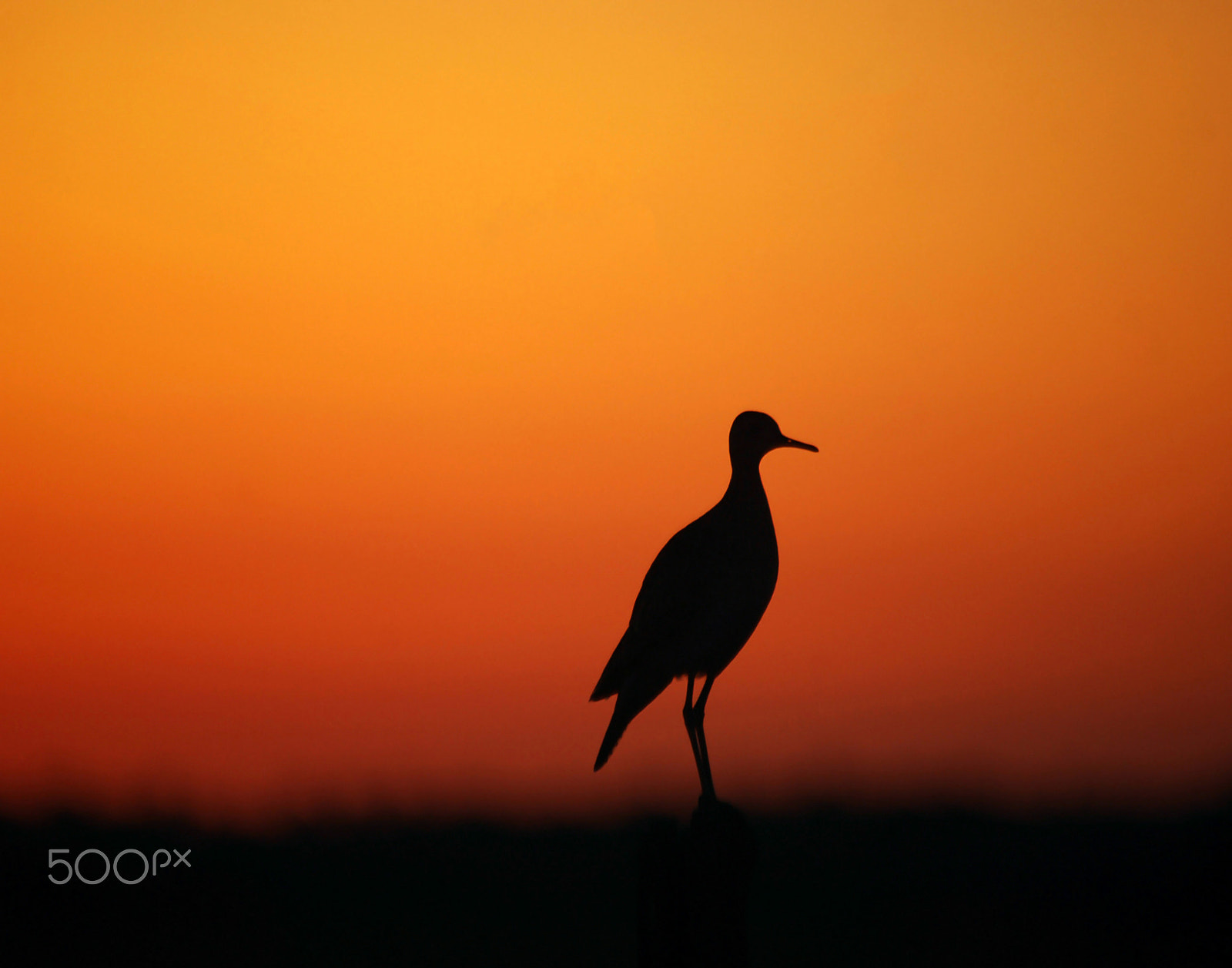 Nikon D40X sample photo. Bird at sunset photography
