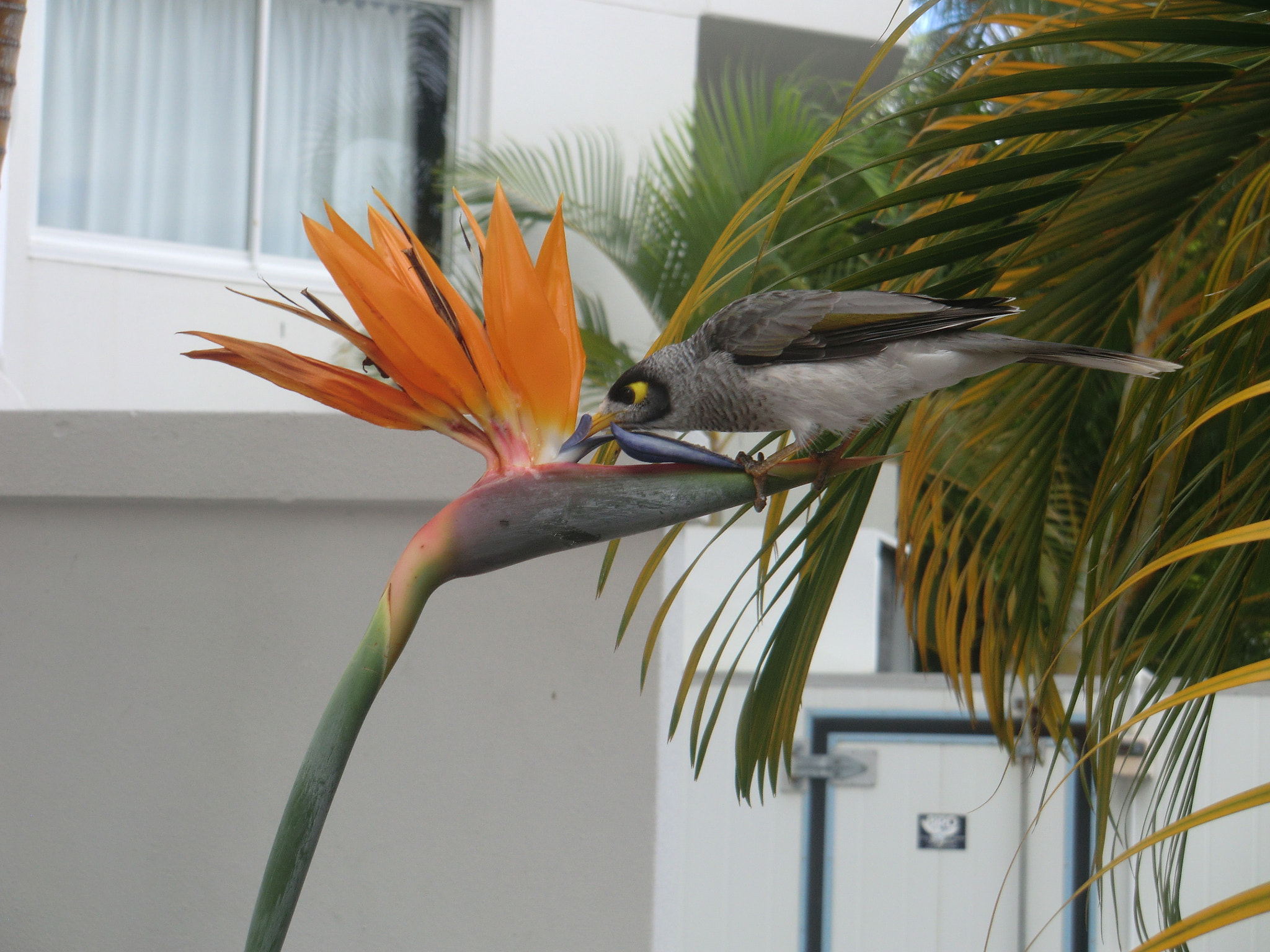 CASIO EX-H15 sample photo. Gold coast matinal photography