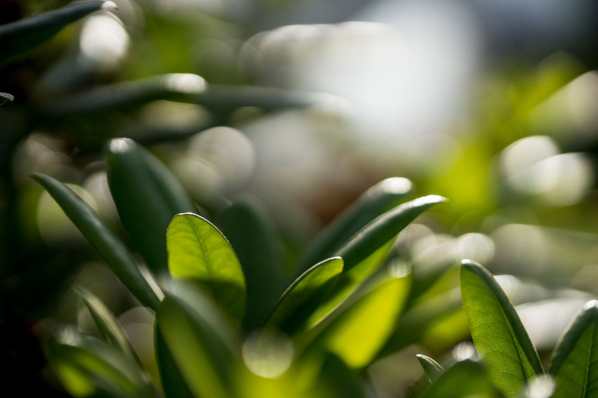 Sony a99 II + 90mm F2.8 Macro SSM sample photo. In the trees photography