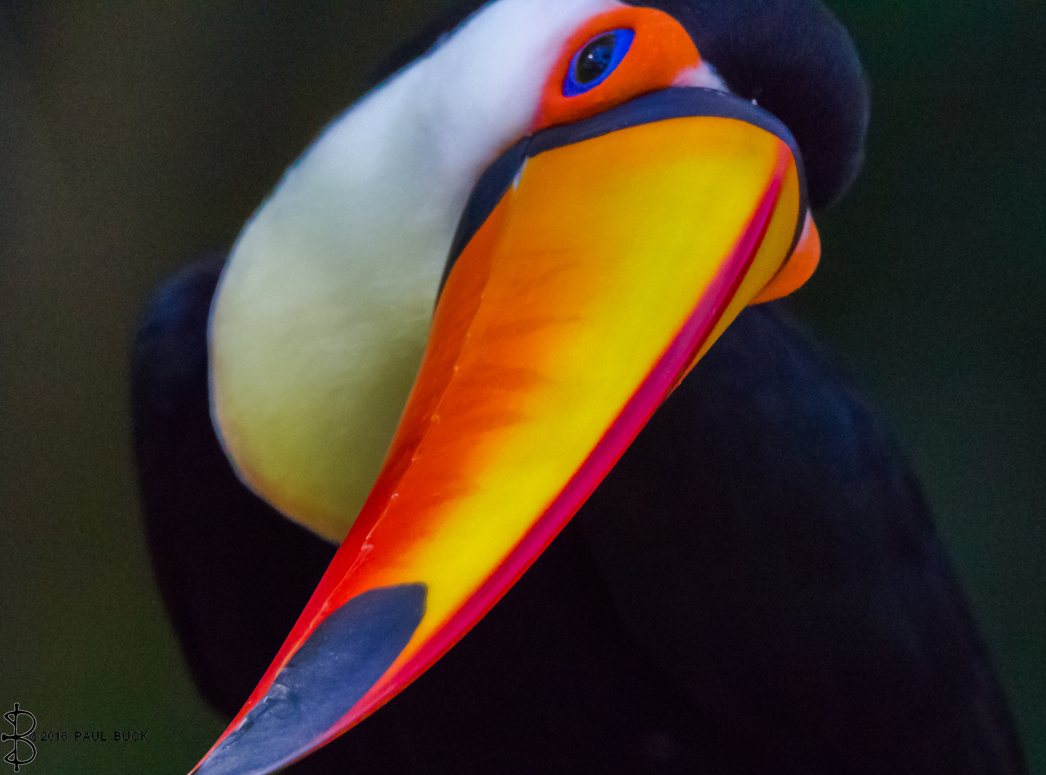 Canon EOS 650D (EOS Rebel T4i / EOS Kiss X6i) + Tamron SP 150-600mm F5-6.3 Di VC USD sample photo. Bill the toucan photography