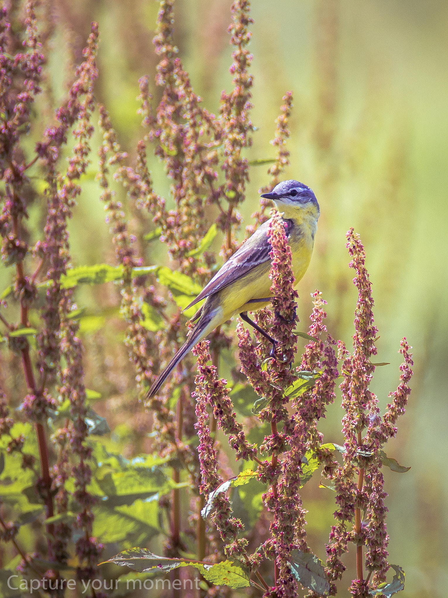 150-600mm F5-6.3 DG OS HSM | Contemporary 015 sample photo. Blue headed wagtail  photography