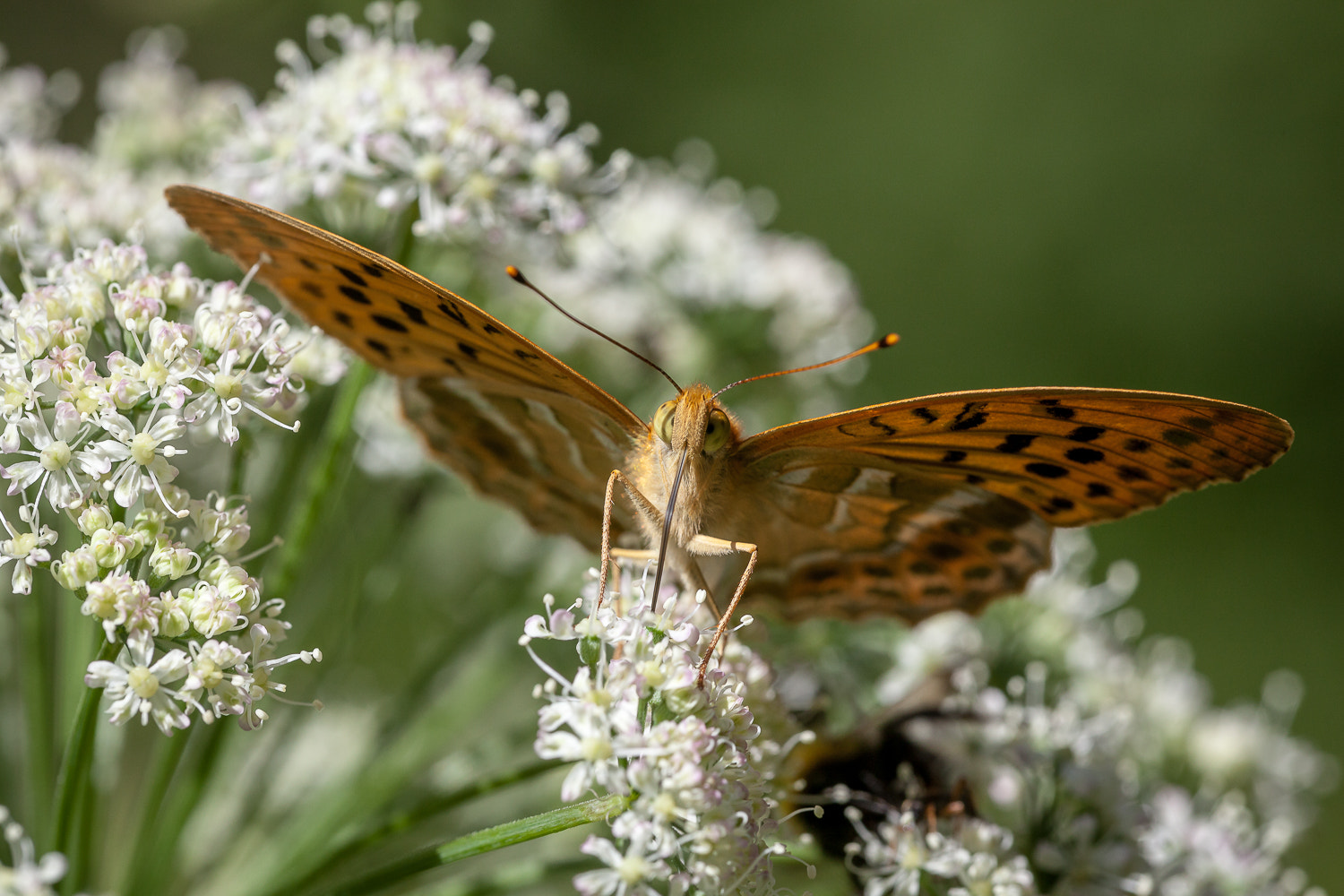 Canon EF 180mm F3.5L Macro USM sample photo. Argynnis paphia photography