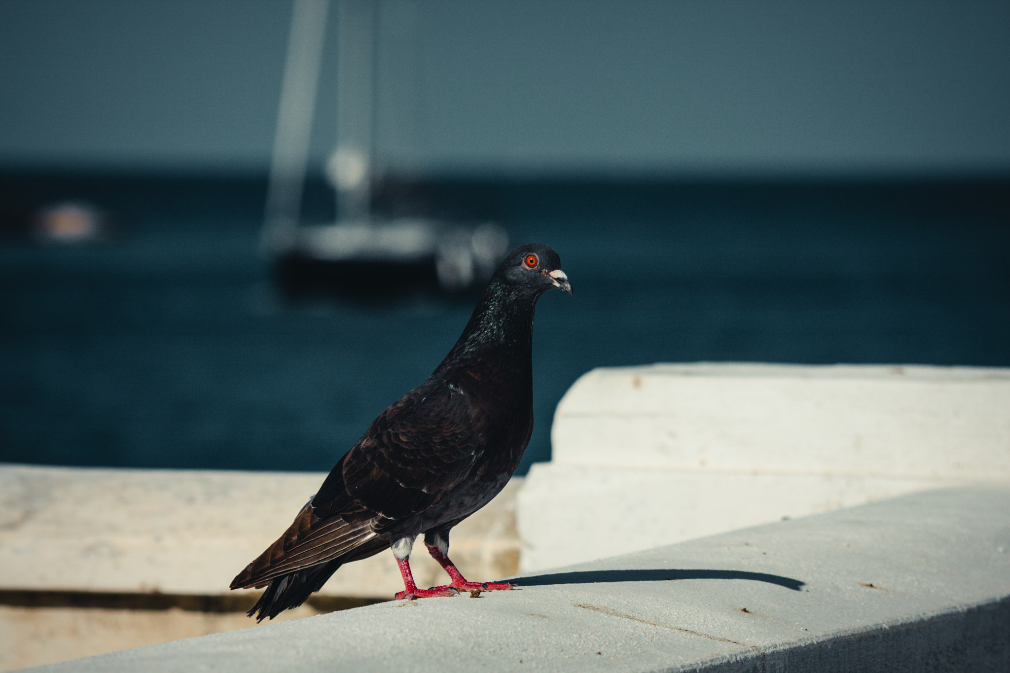 Canon EF 35-350mm F3.5-5.6L USM sample photo. Dove of malta photography