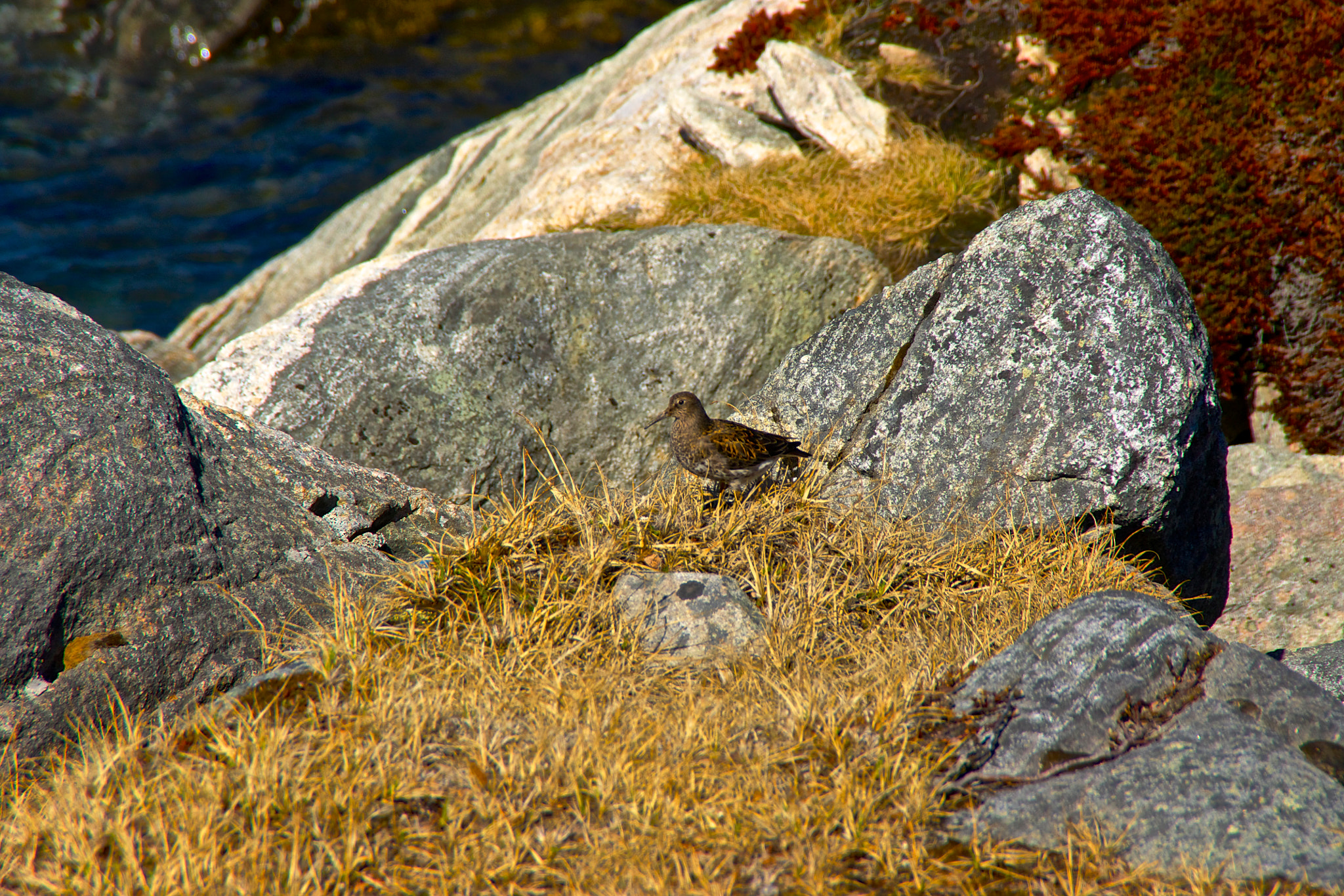 Sony Alpha DSLR-A500 sample photo. Purple sandpiper photography