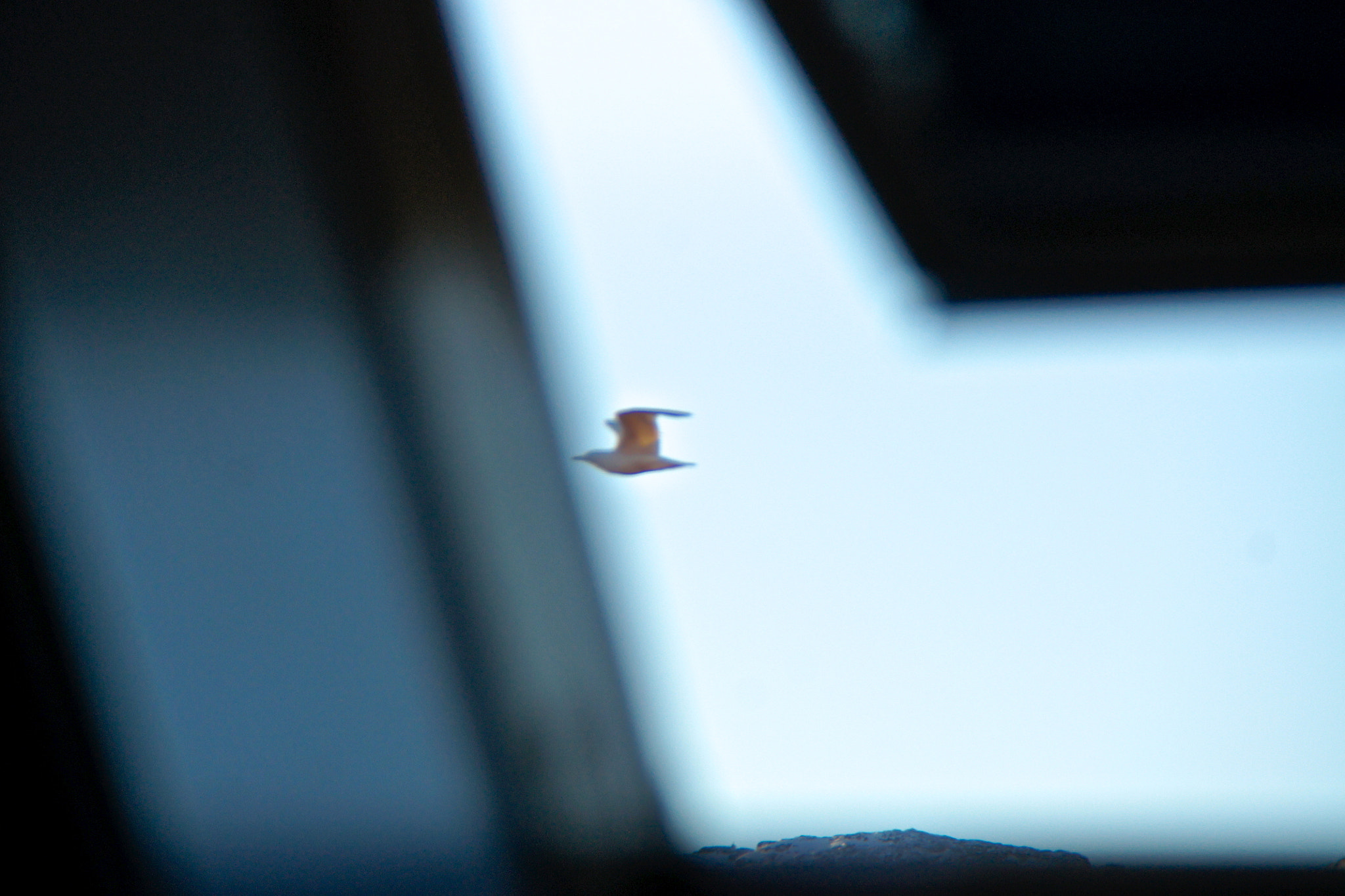 Sony Alpha DSLR-A500 sample photo. Seagull photography