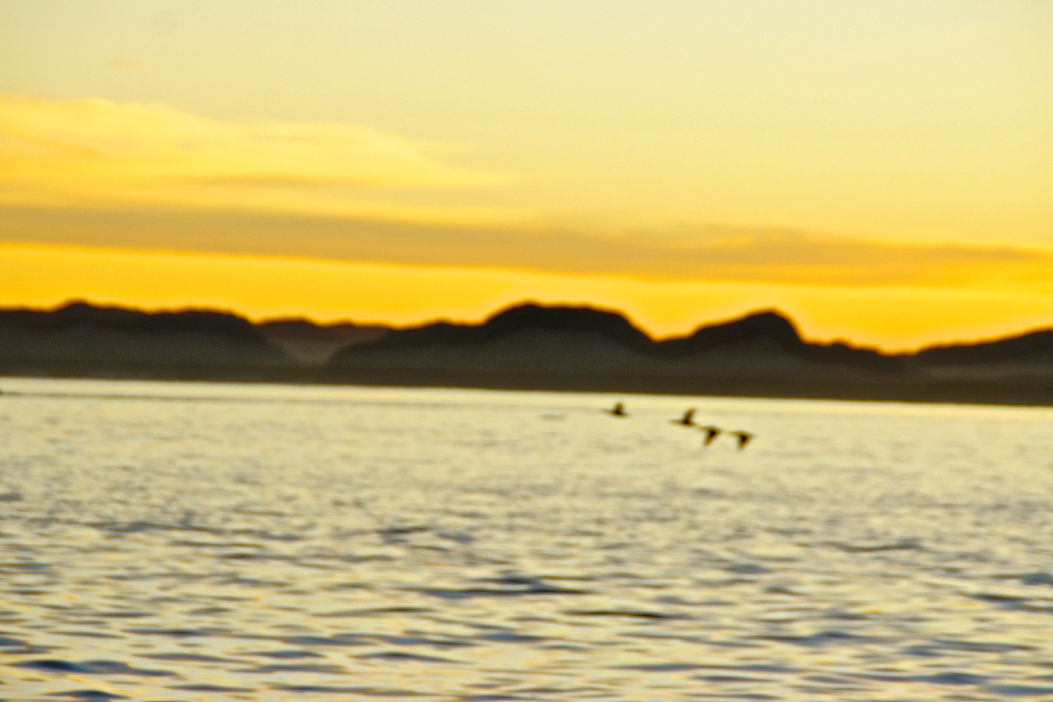 Sony Alpha DSLR-A500 sample photo. Seabird photography