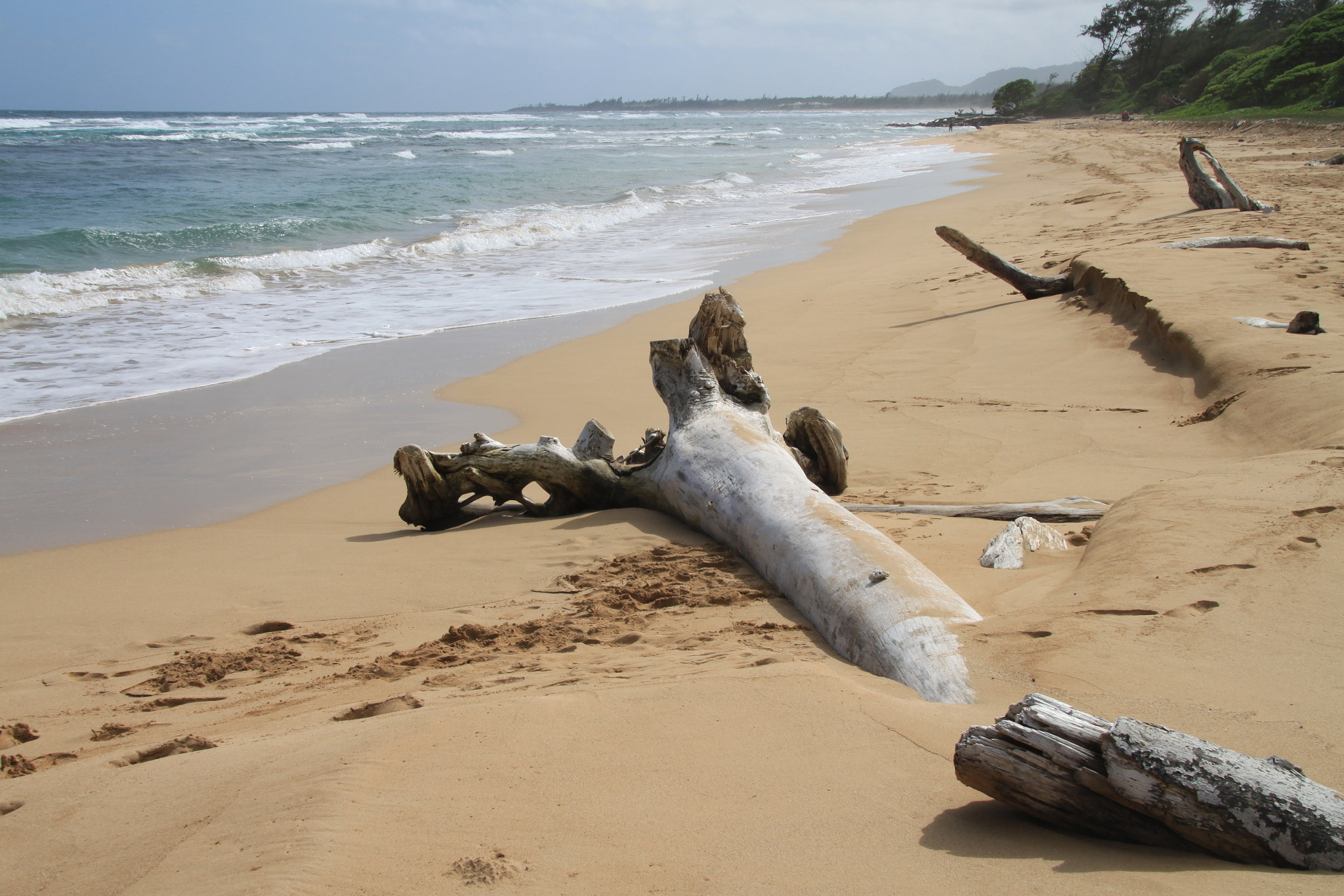 Sigma 18-200mm f/3.5-6.3 DC OS sample photo. Driftwood in the sand on a beautiful beach in kauai hawaii photography
