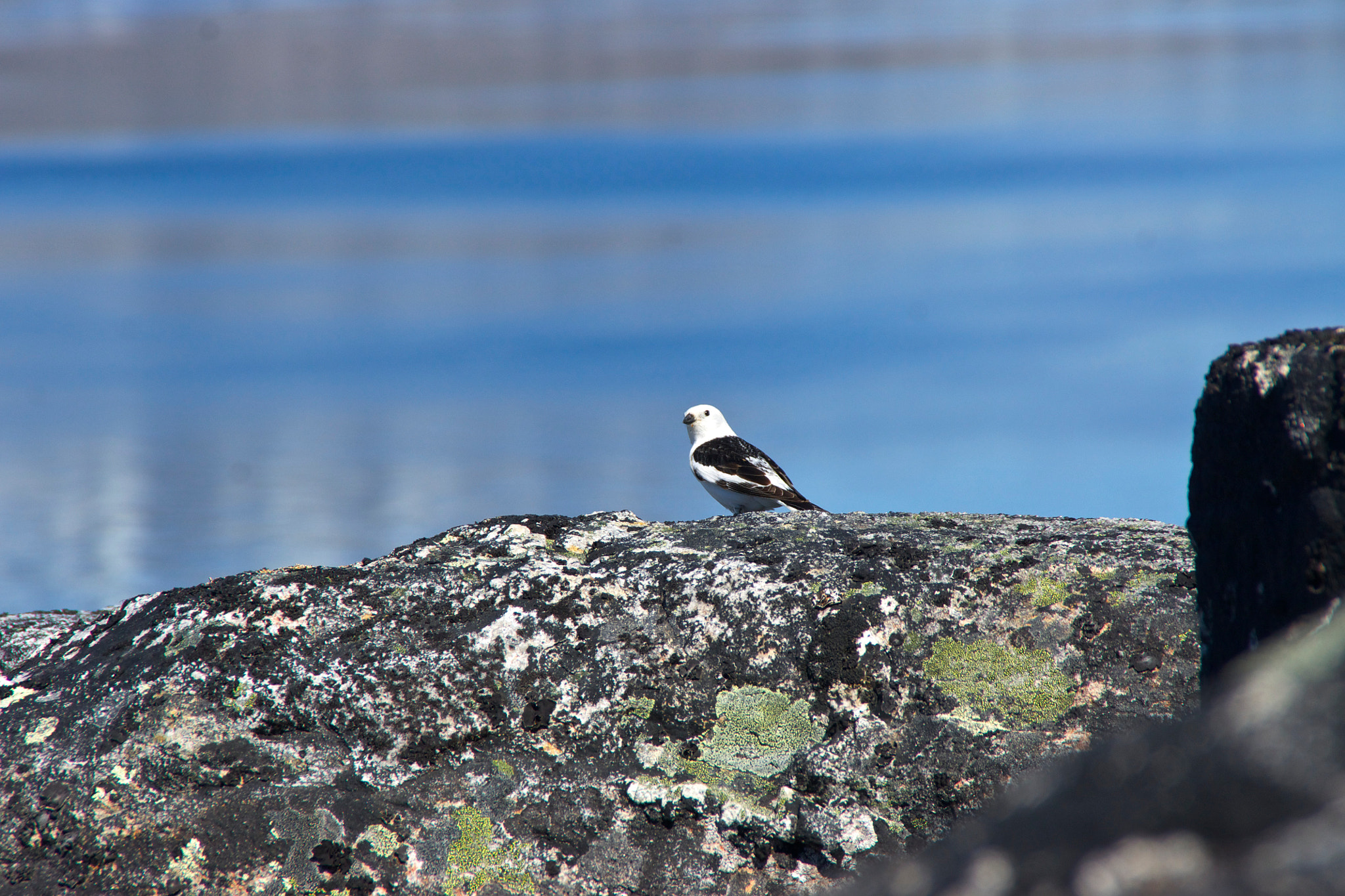 Sony Alpha DSLR-A500 sample photo. Snow bunting photography