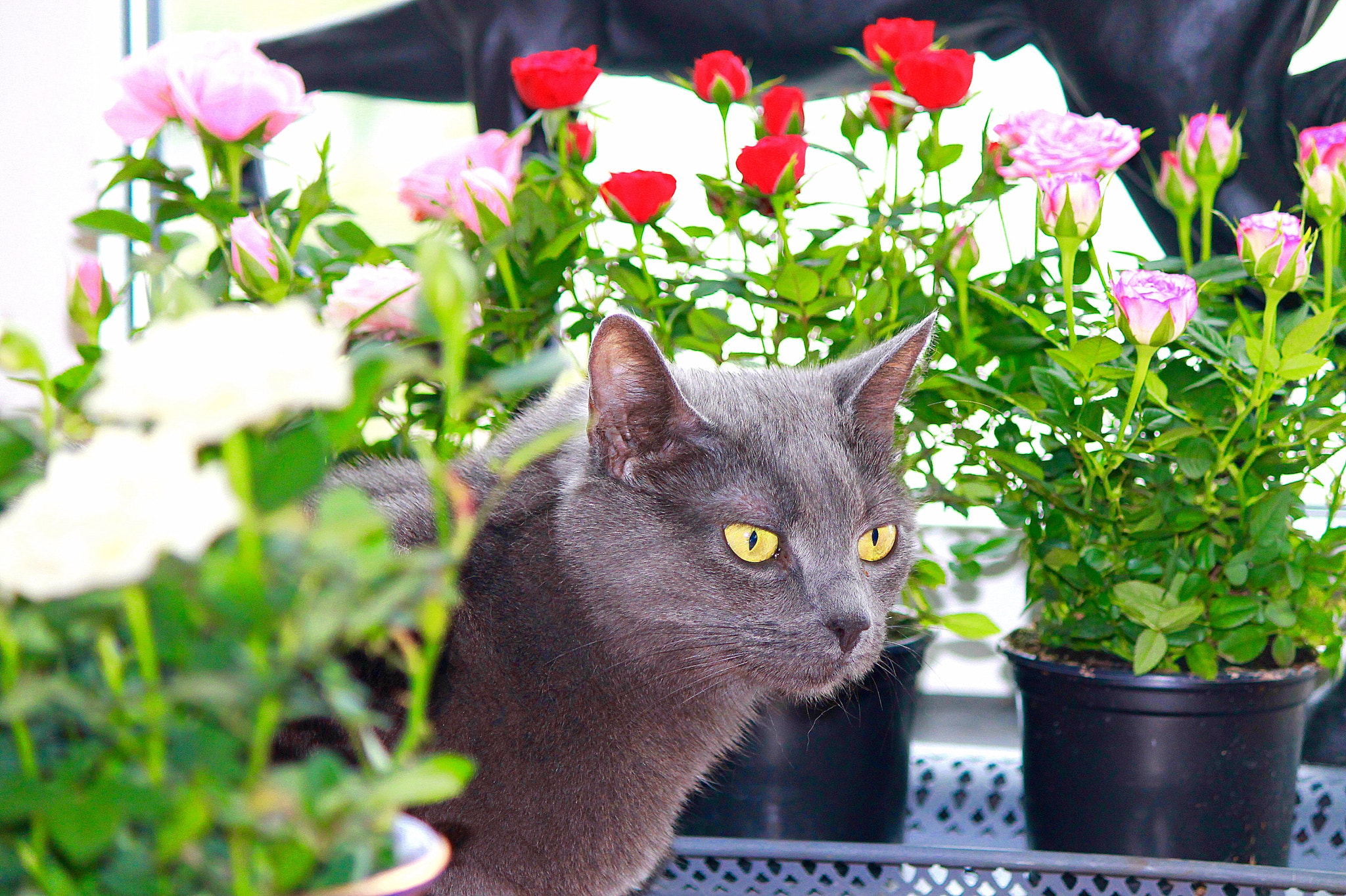 Canon EF-S 55-250mm F4-5.6 IS II sample photo