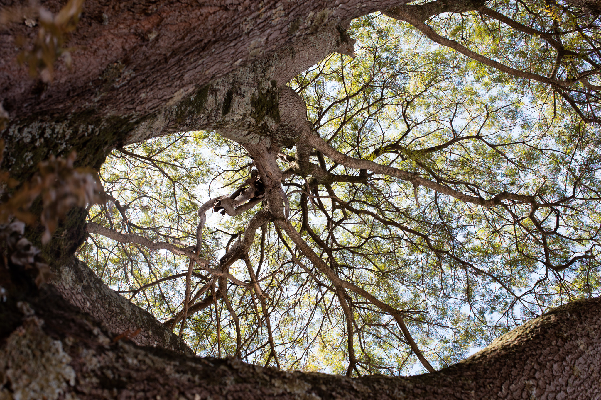 Canon EOS 5DS + Canon EF 50mm F1.2L USM sample photo. Tree photography
