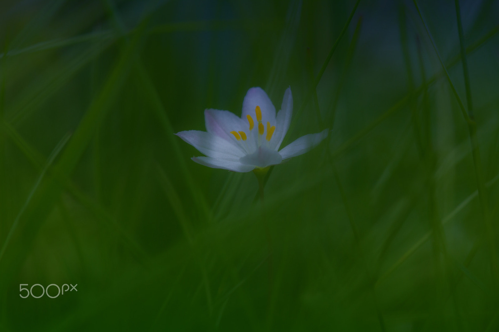 Sigma APO Macro 150mm f/2.8 EX DG HSM sample photo. White star photography