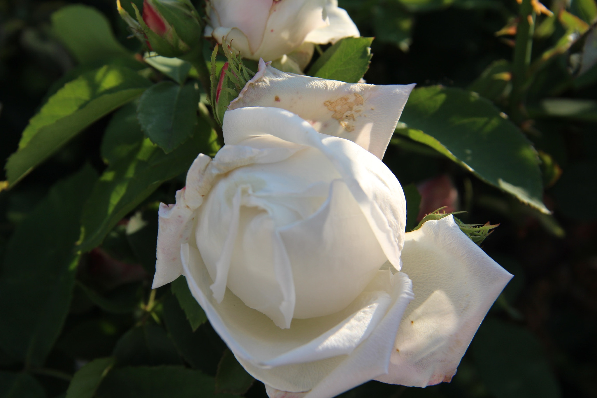 Canon EOS 100D (EOS Rebel SL1 / EOS Kiss X7) sample photo. Was out in my back yard and watch this beautiful r ... photography