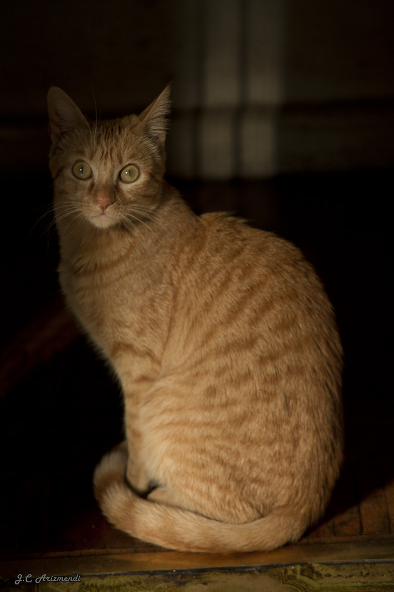 Sigma APO 50-150mm f/2.8 [II] EX DC HSM sample photo. Kotufa photography