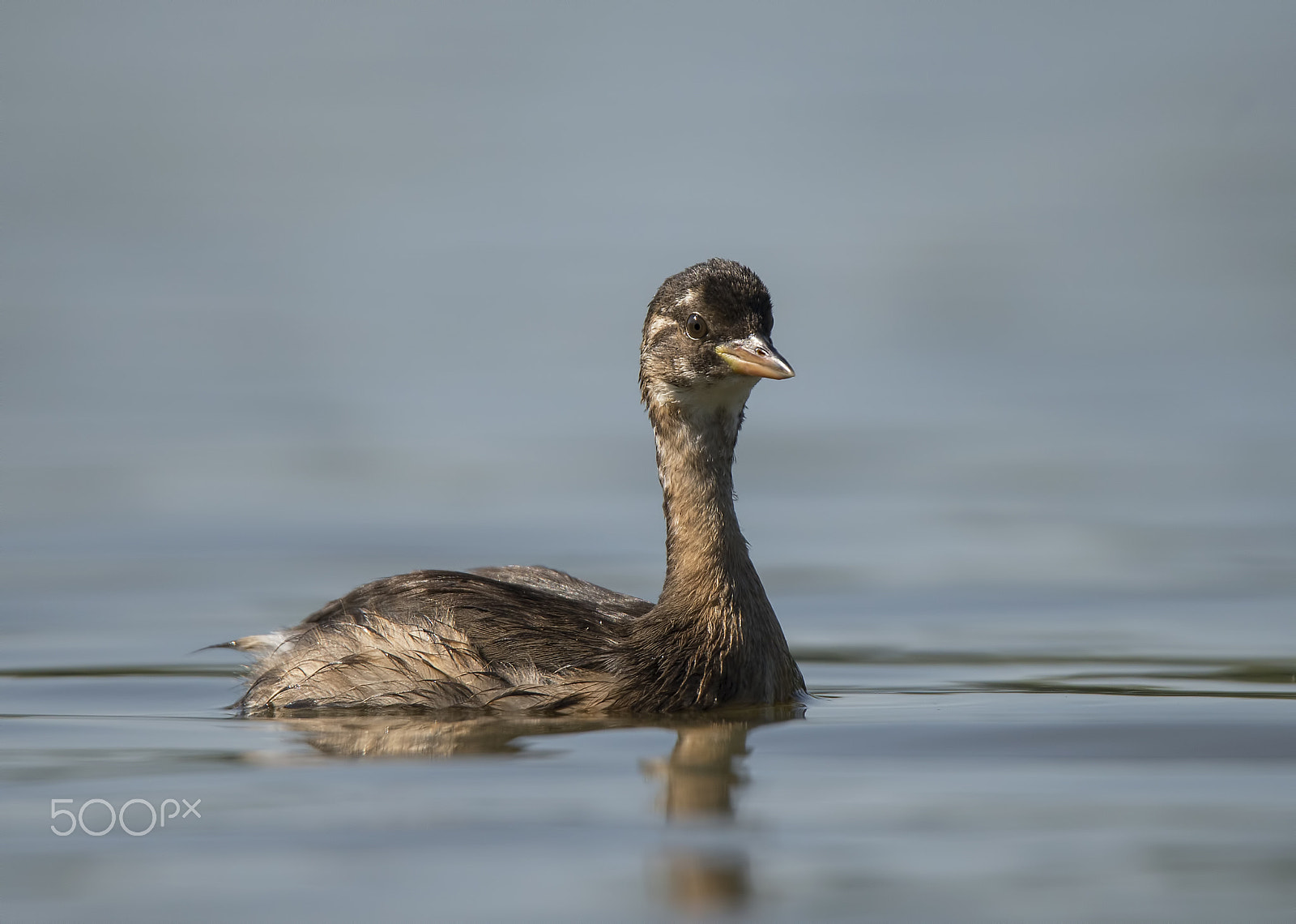 Nikon D600 sample photo. A little grebe-juvenil photography
