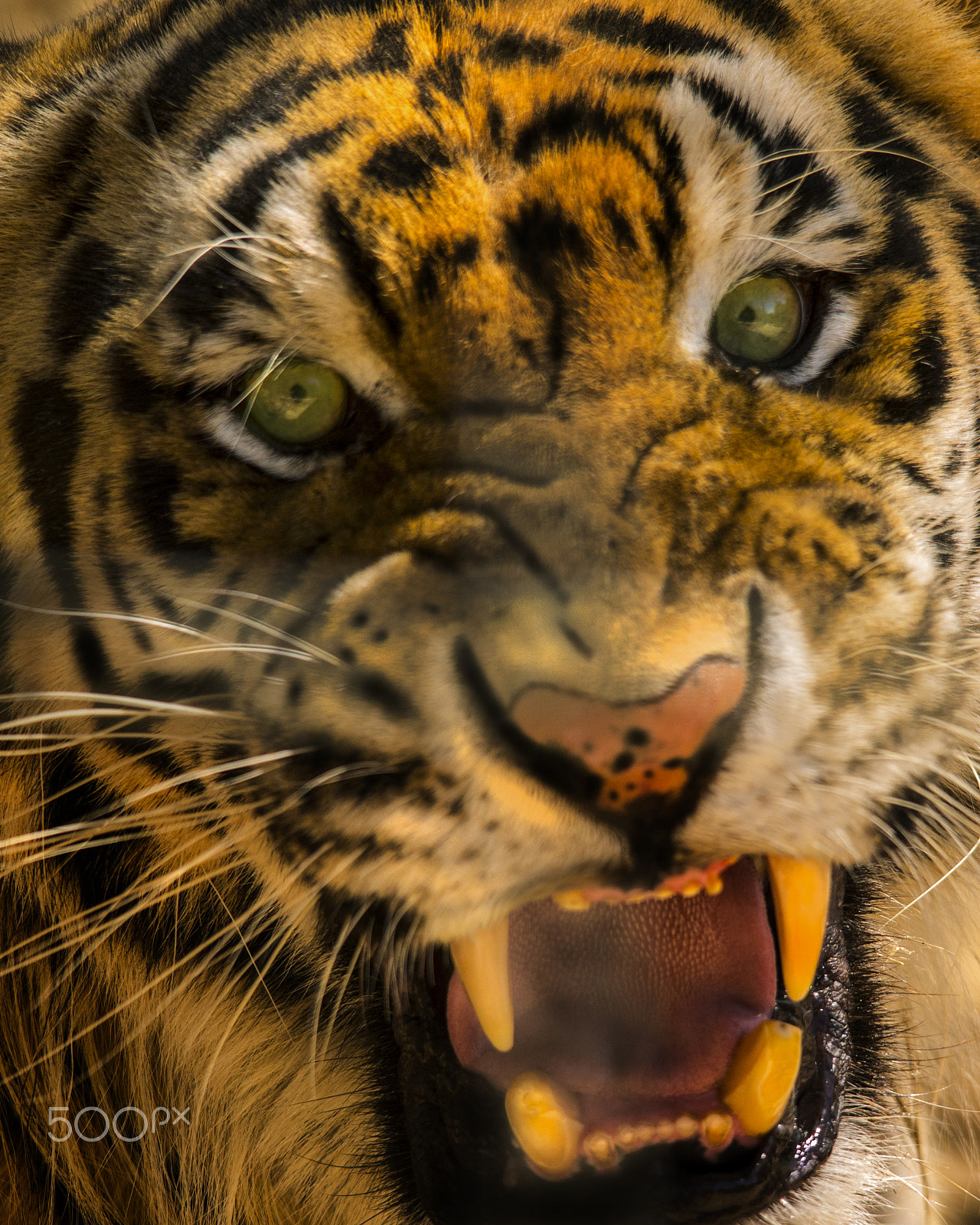 Sigma 150-500mm F5-6.3 DG OS HSM sample photo. Tiger portrait photography