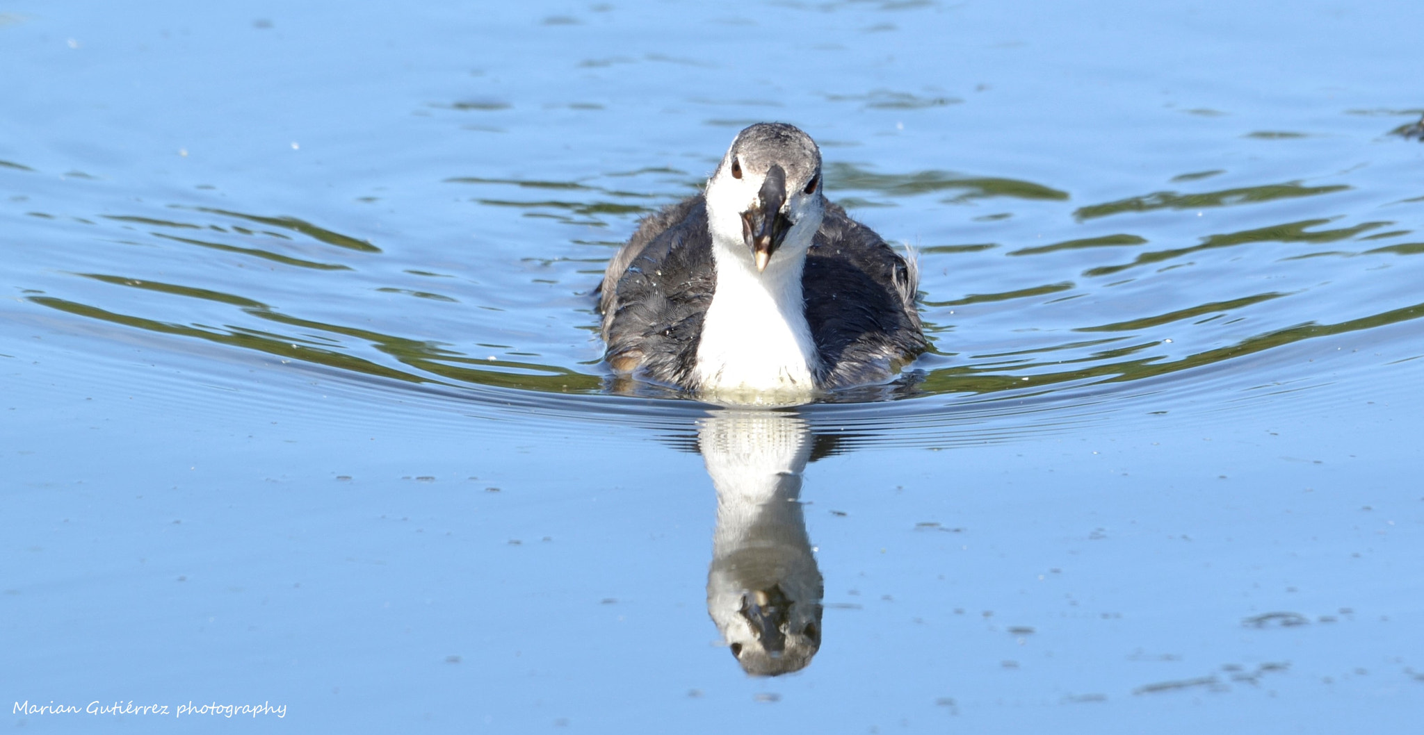 Sigma 120-400mm F4.5-5.6 DG OS HSM sample photo. Polluelo de  focha común (fulica atra) photography