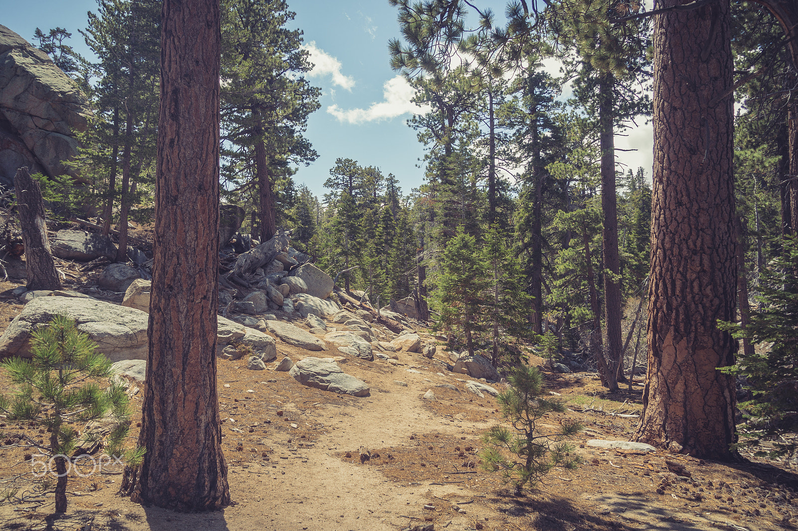 Olympus OM-D E-M10 sample photo. Forrest hiking trail photography